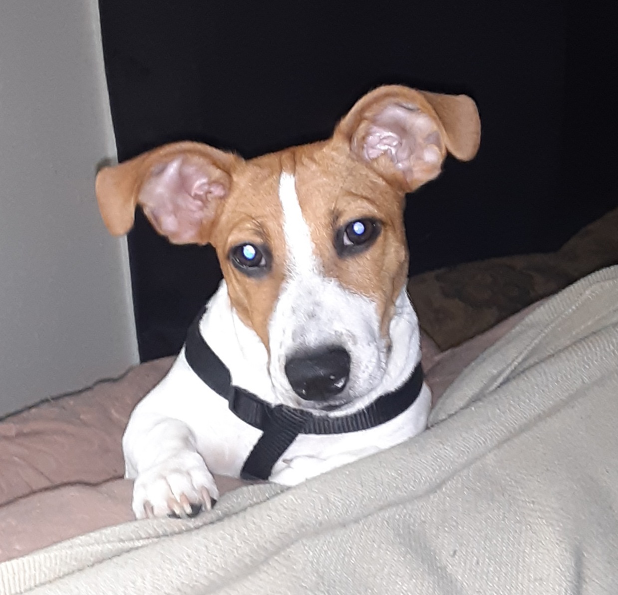 McMillan & Cunningham Small Animal Hospital & Equine Center Saltillo