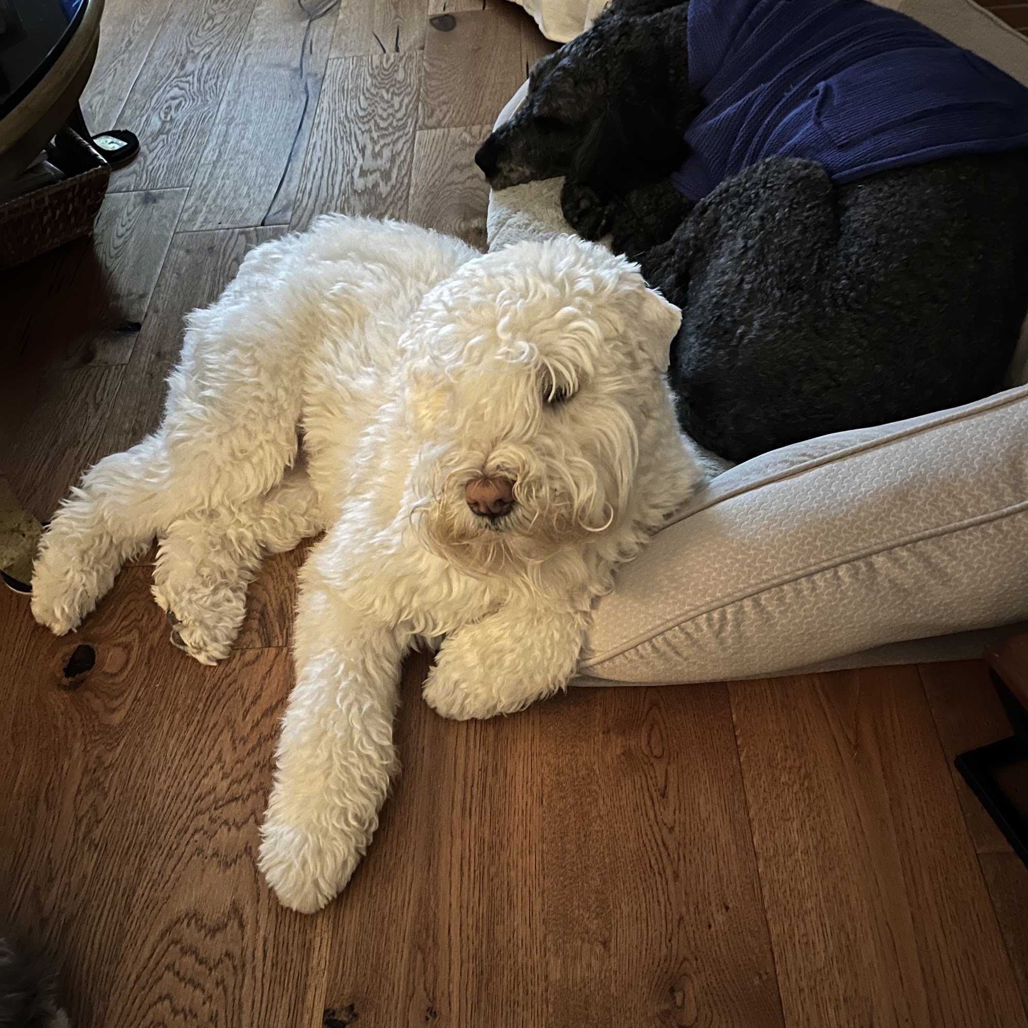 McMillan & Cunningham Small Animal Hospital & Equine Center Saltillo