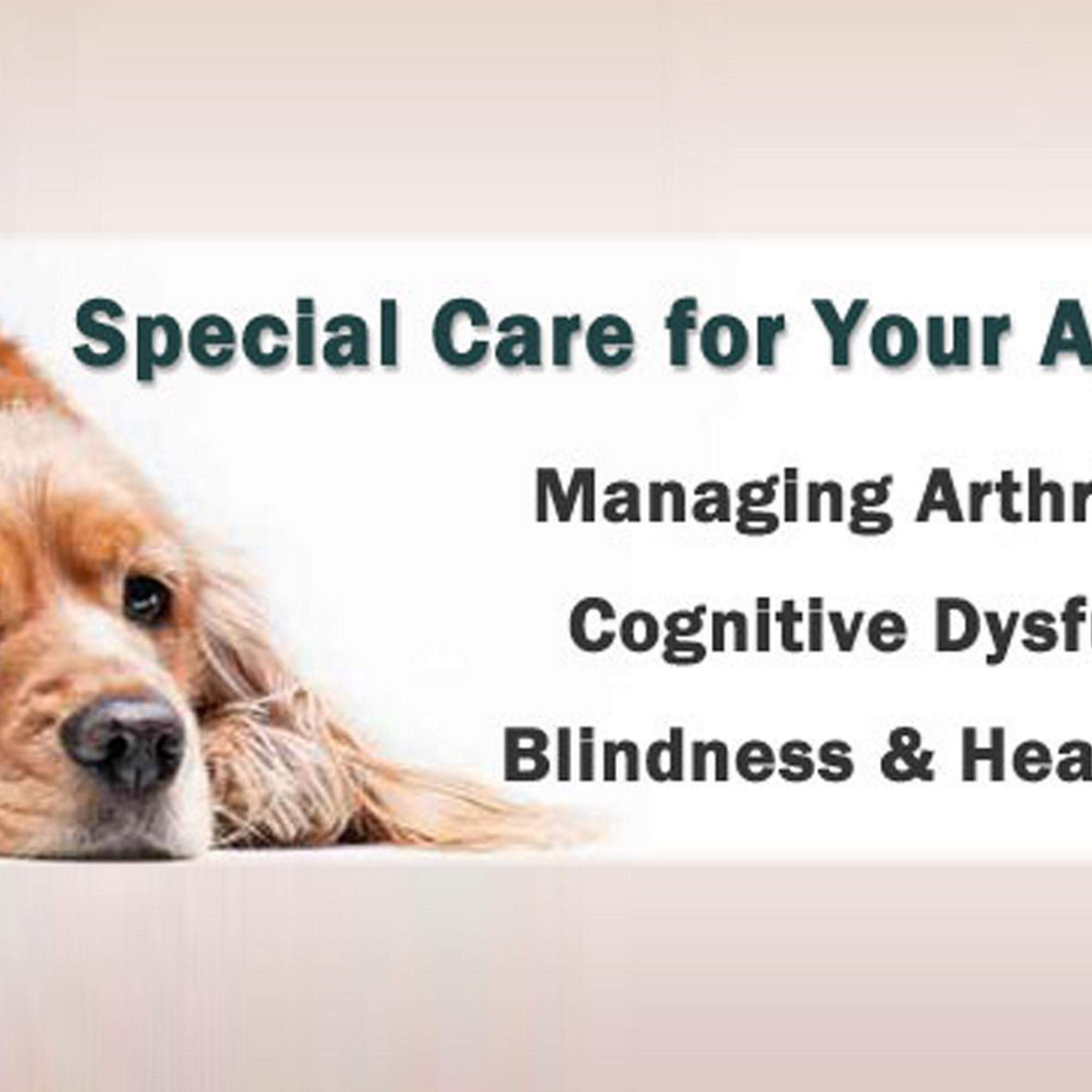 Companion Animal Care Center Saltillo