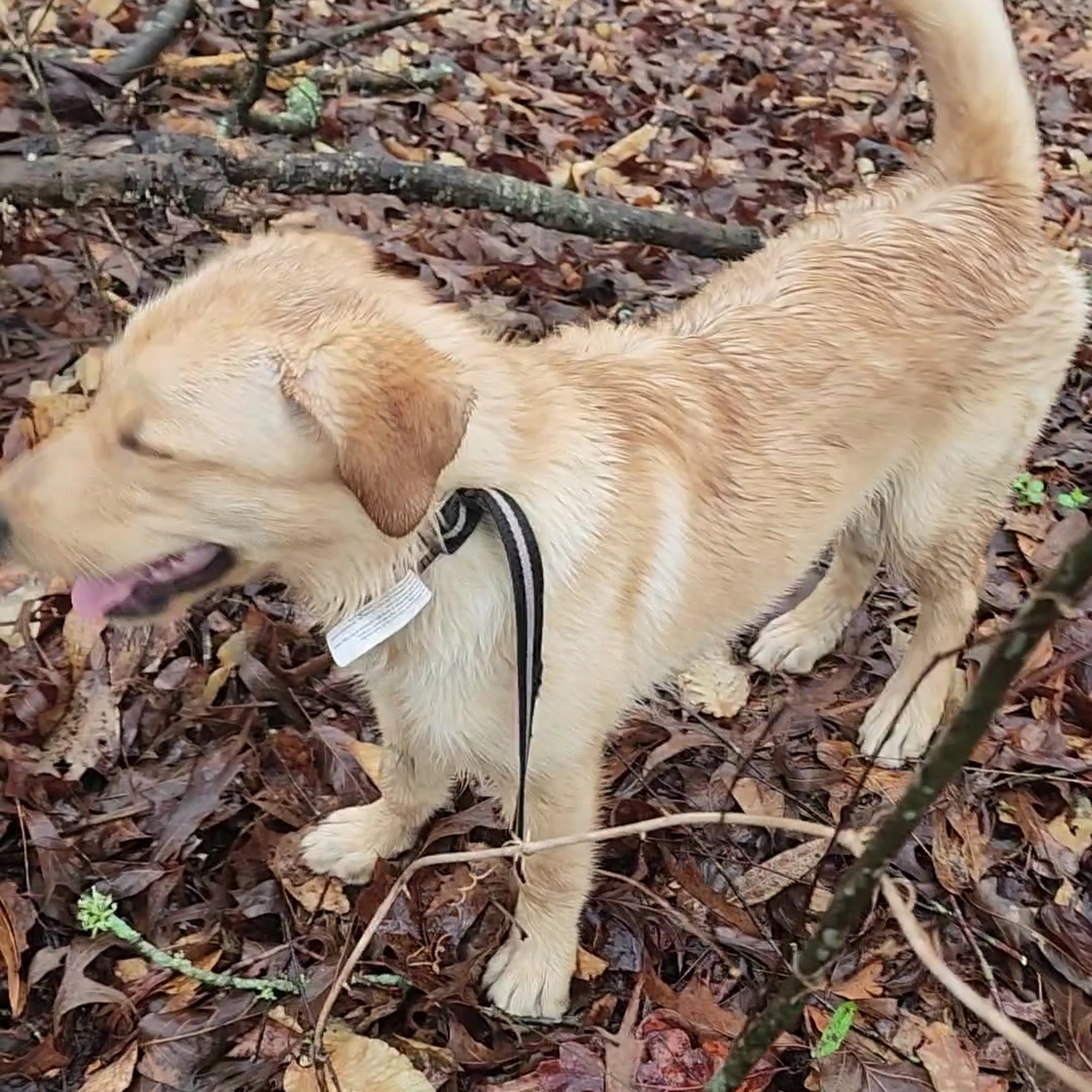 Saltillo Small Animal Hospital, P.A. Saltillo