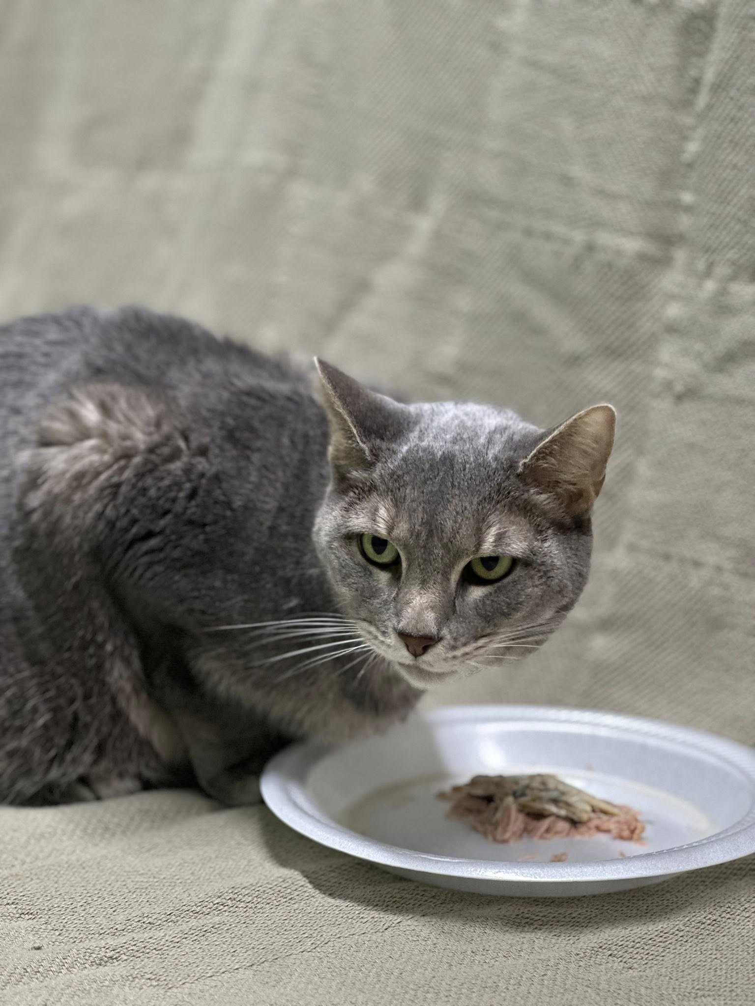 Saltillo Small Animal Hospital, P.A. Saltillo