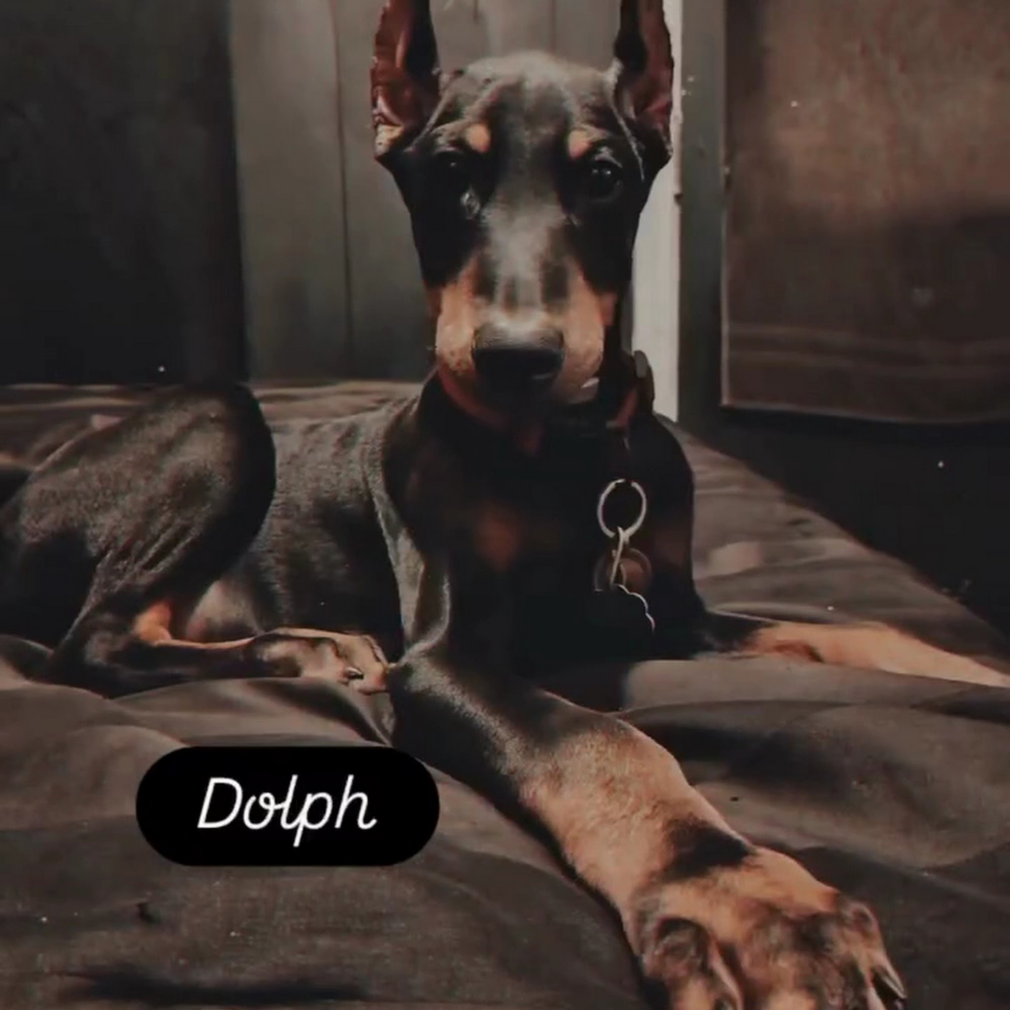 Woodlawn Hospital For Animals Sardis