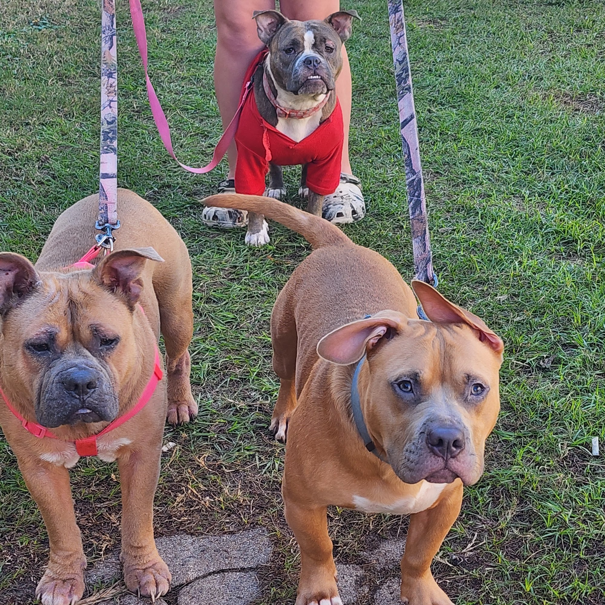 Saucier Veterinary Hospital Saucier