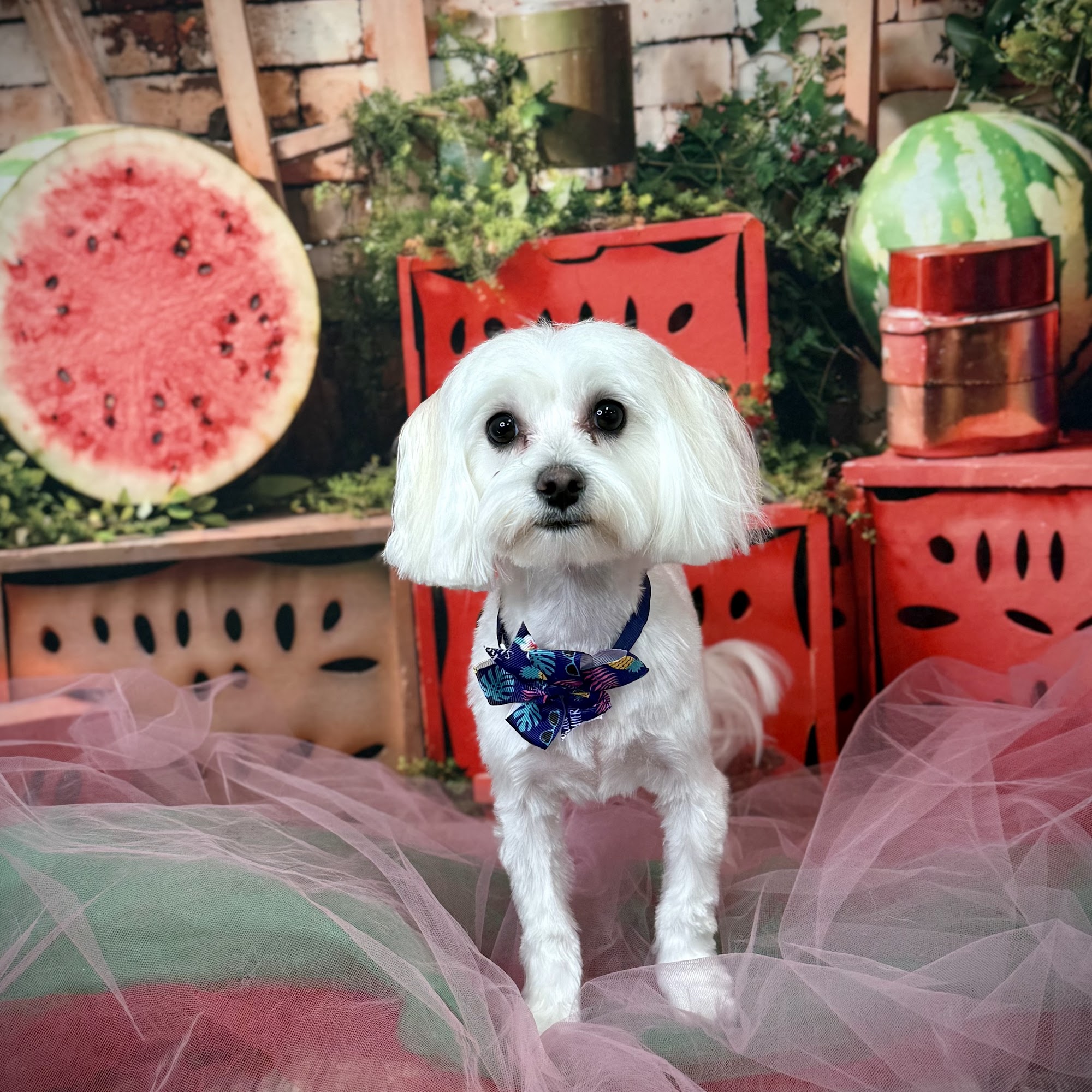 The Collar Club, LLC Saucier