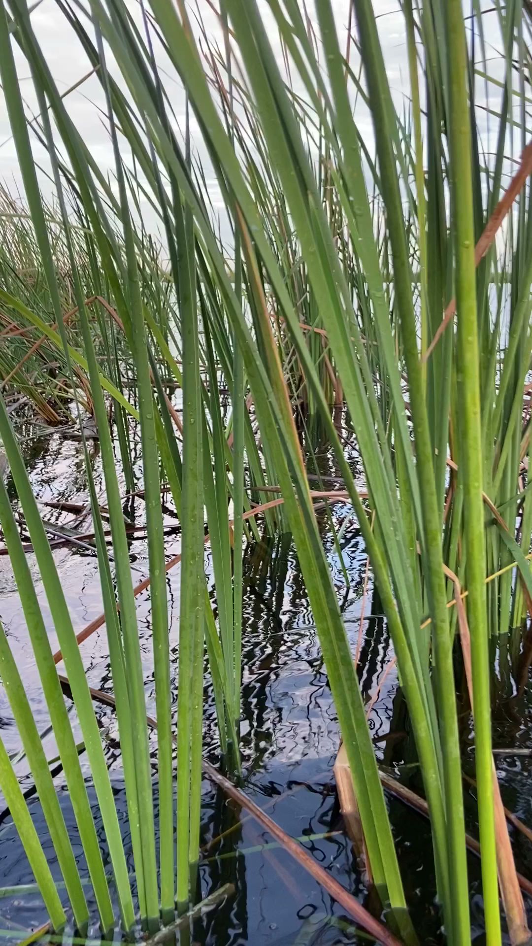 Bracken Fen Gundogs Saucier