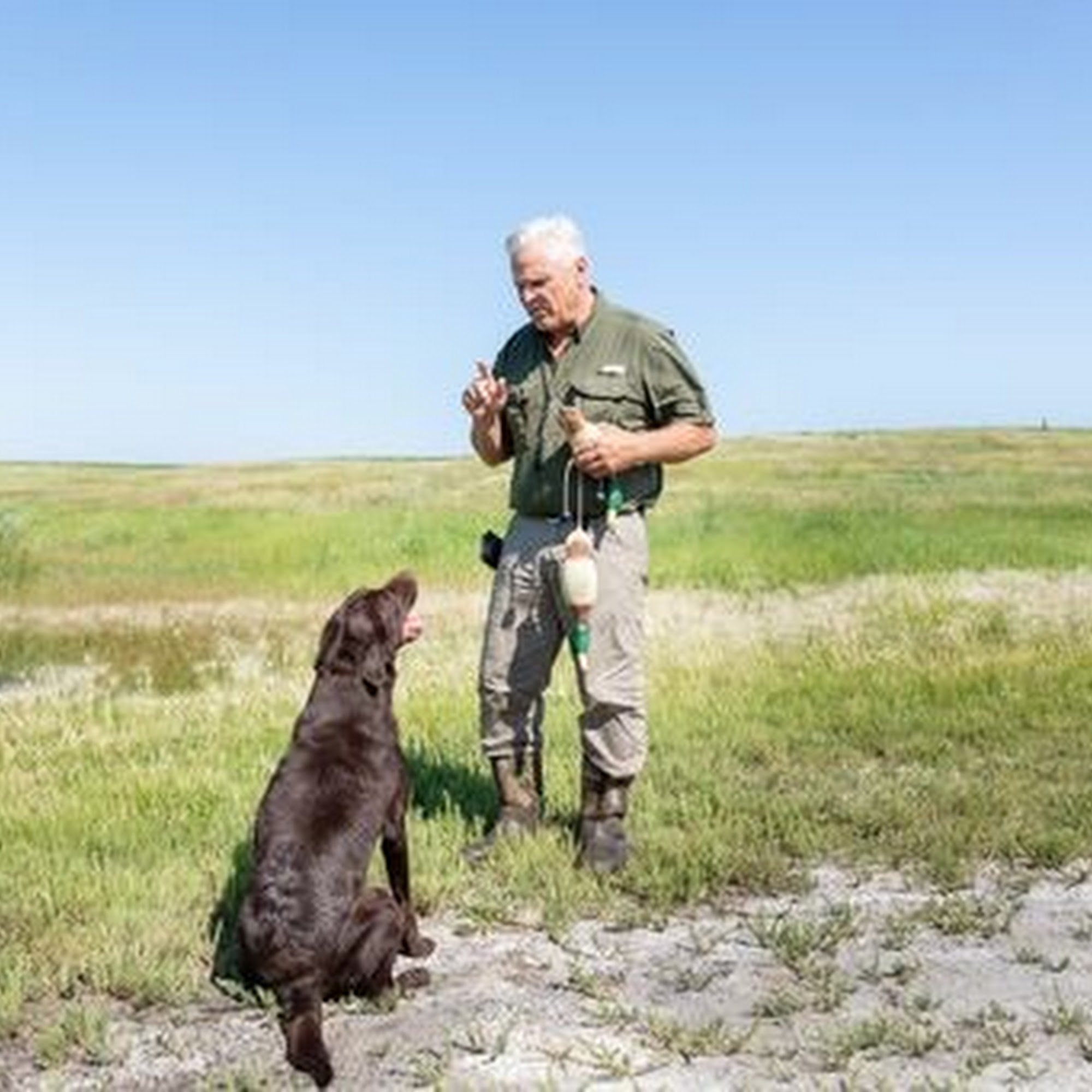 Bracken Fen Gundogs Saucier