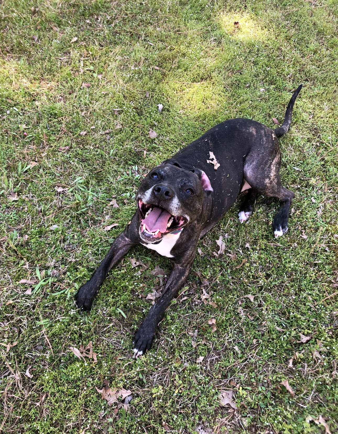 Senatobia Animal Hospital Senatobia