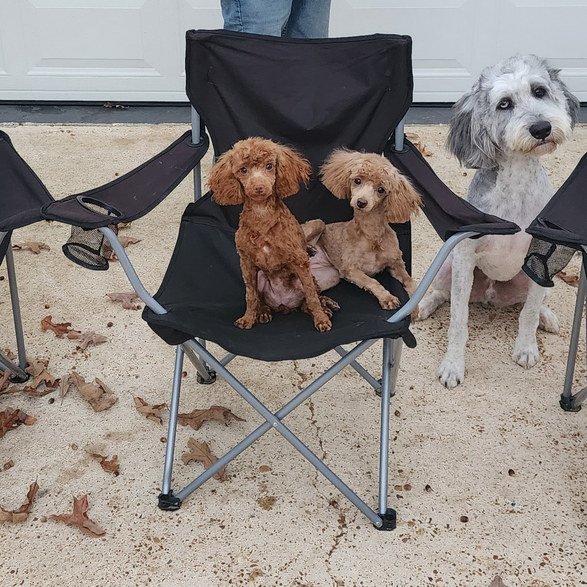 Tender Touch Grooming Salon Senatobia