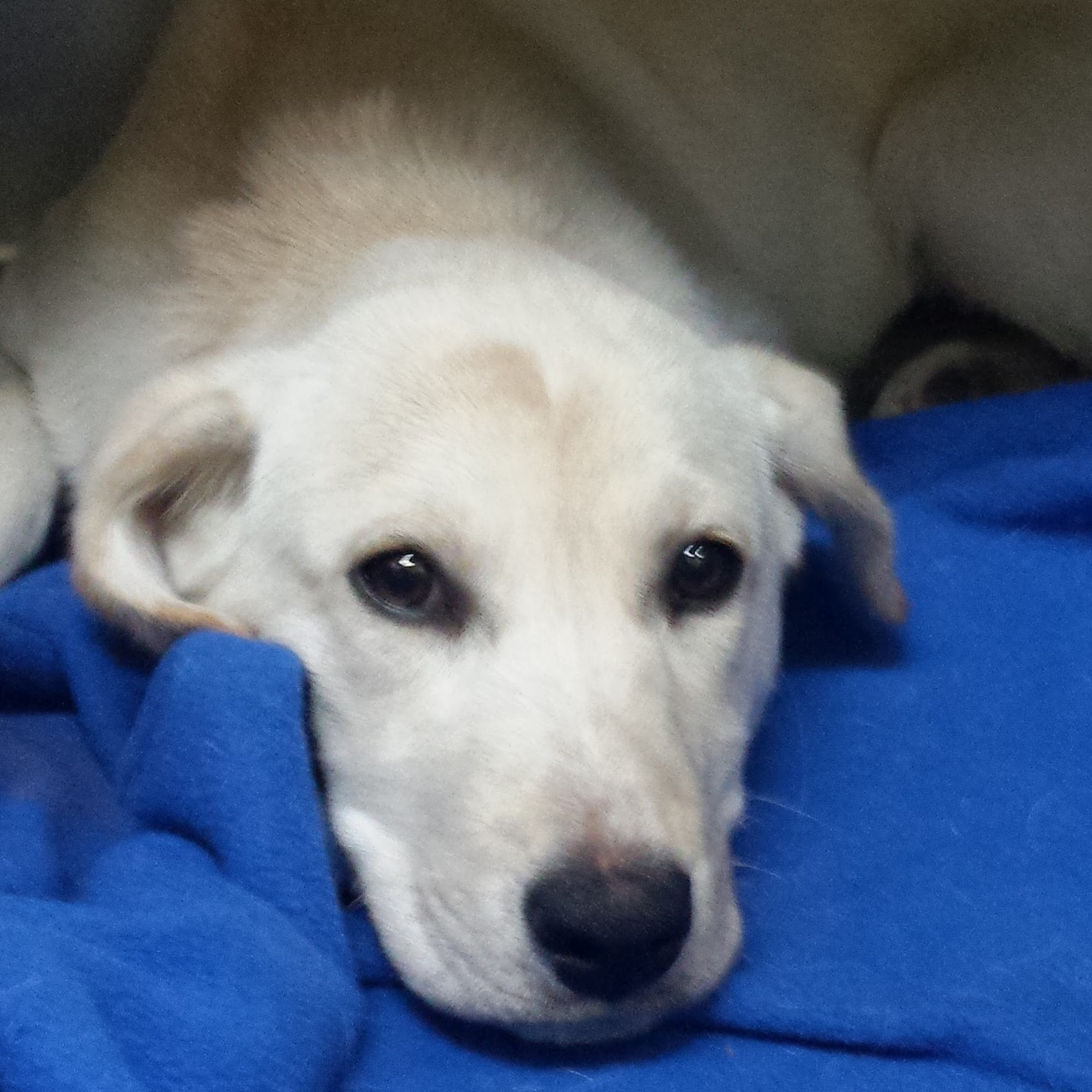 Stateline Animal Clinic Southaven