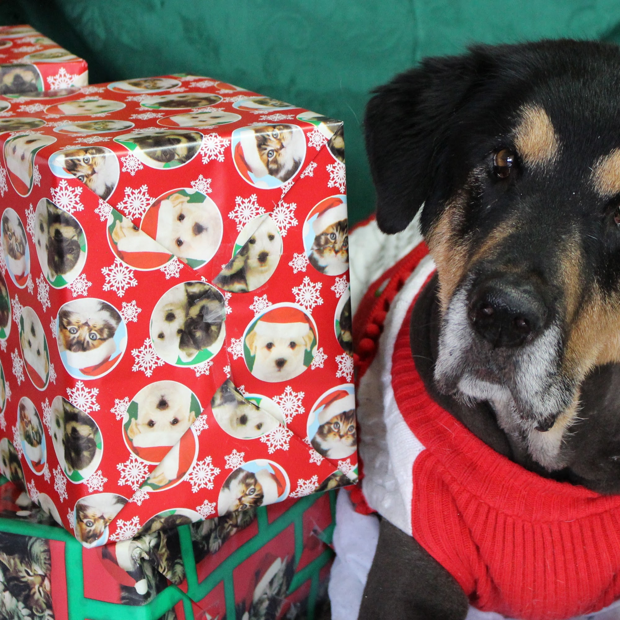 Desoto County Animal Clinic Southaven