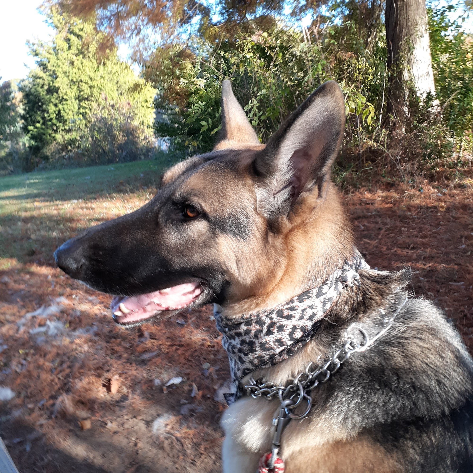 Southaven Animal Hospital Southaven