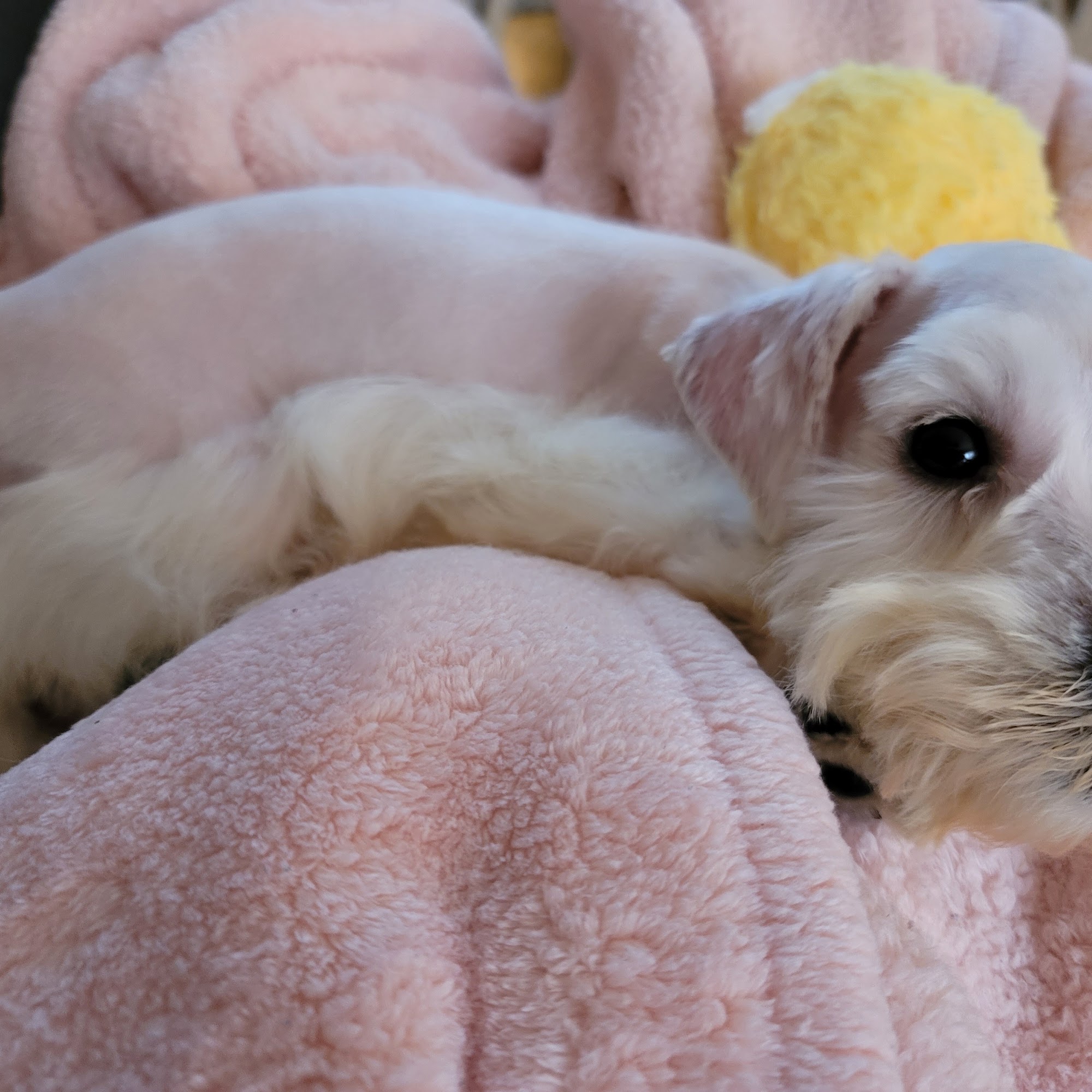 Southaven Animal Hospital Southaven