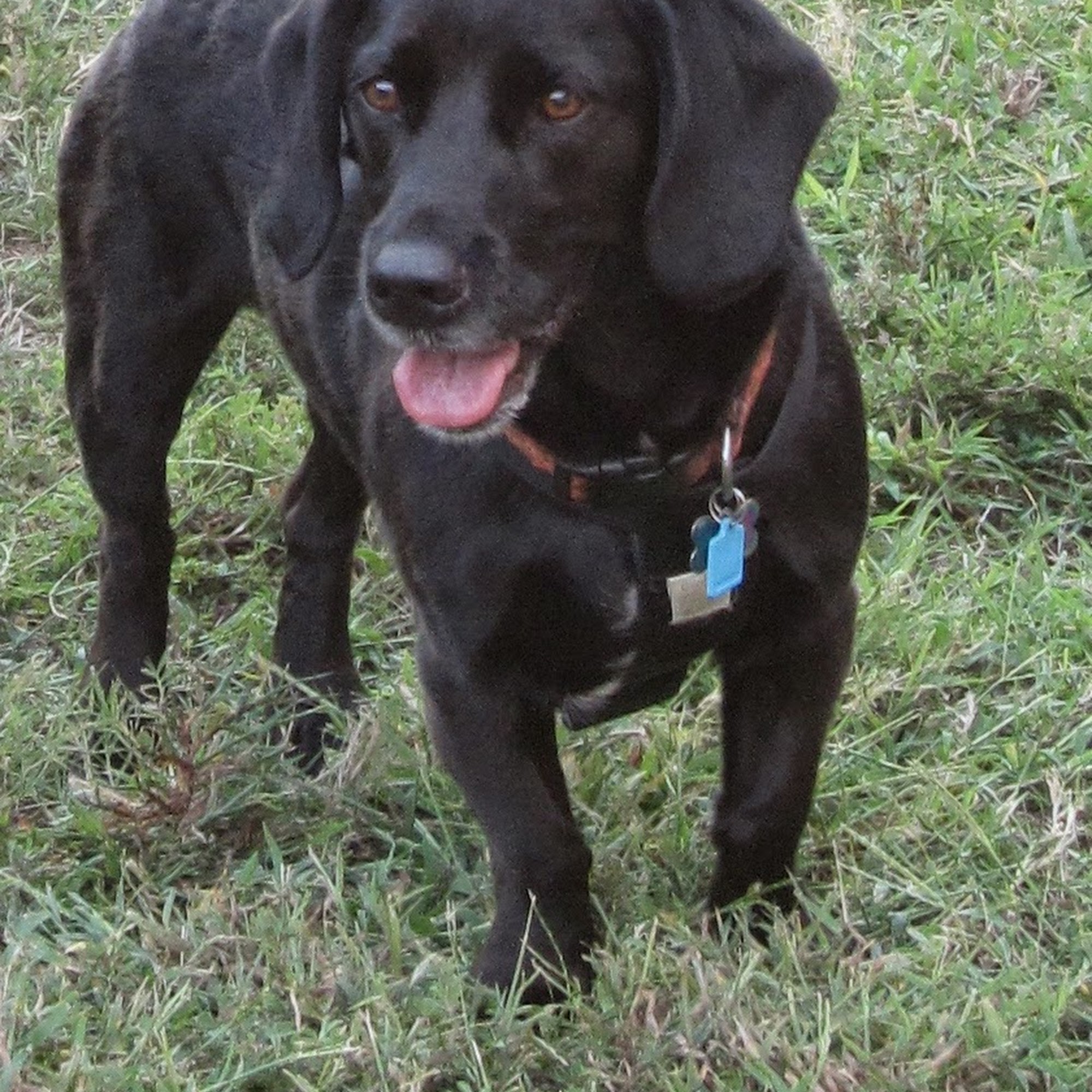 Stateline Animal Clinic: Share Elizabeth DVM Southaven