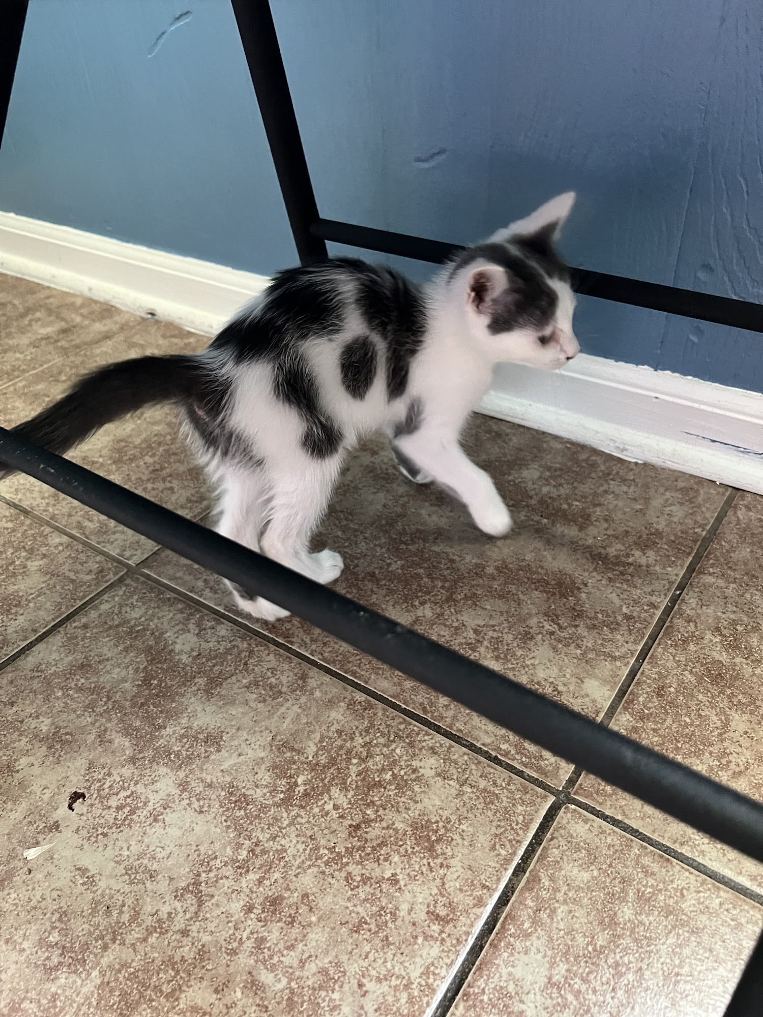 Southaven City Animal Shelter Southaven