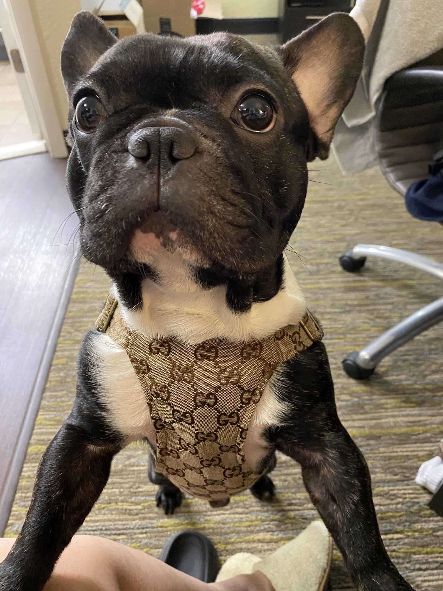 Melanye's Paw Spa Southaven