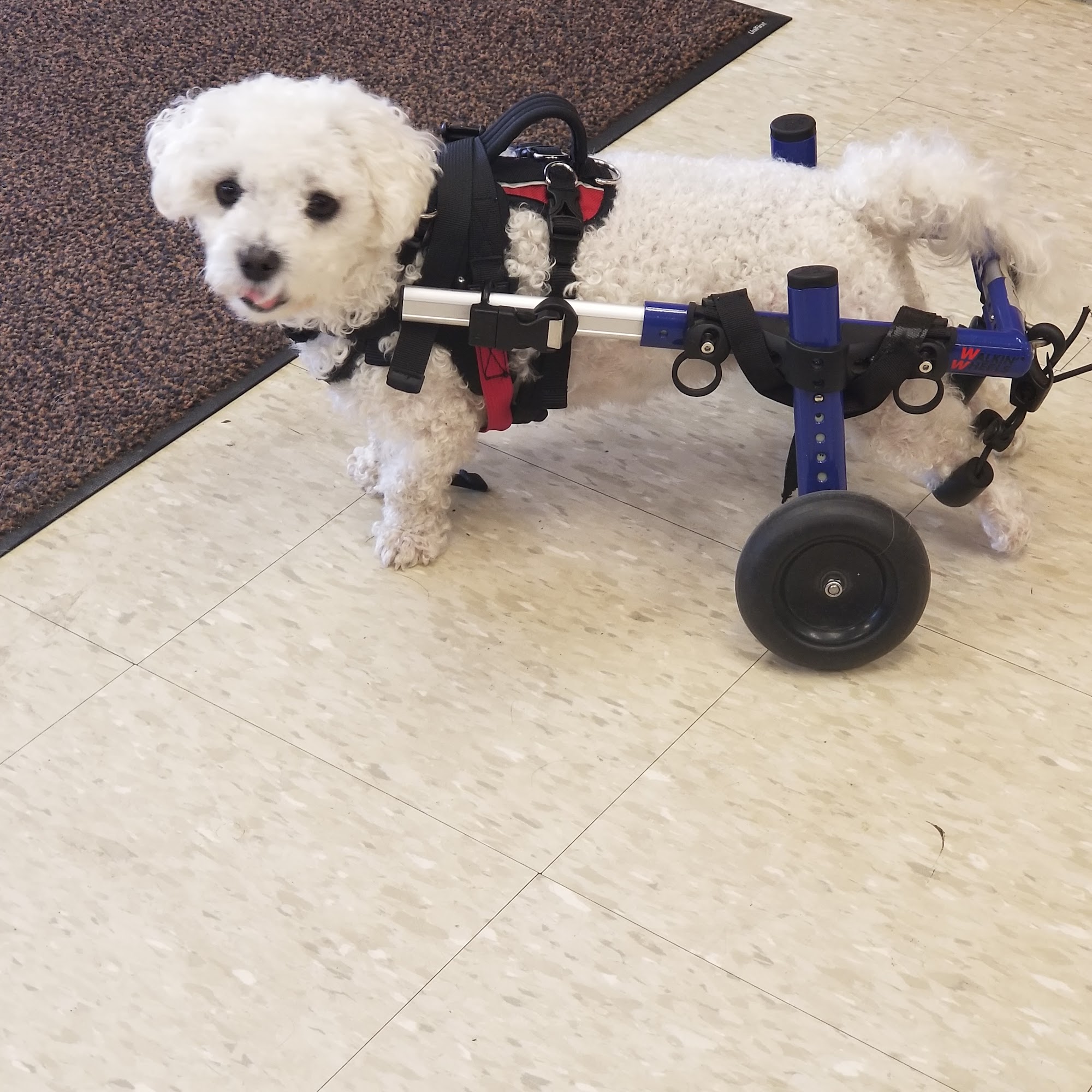 Veterinary Specialty Center Starkville