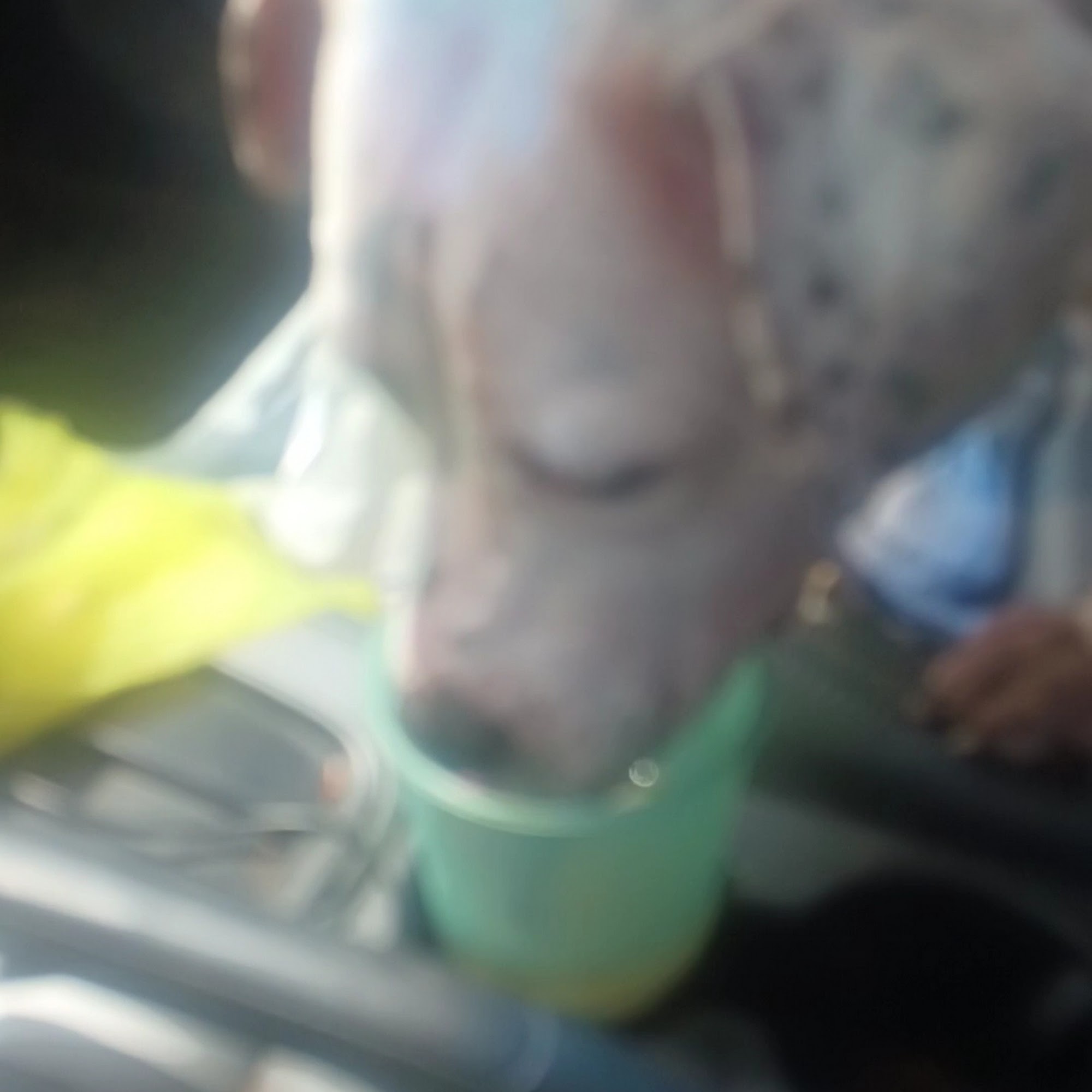 Animal Medical Center Starkville