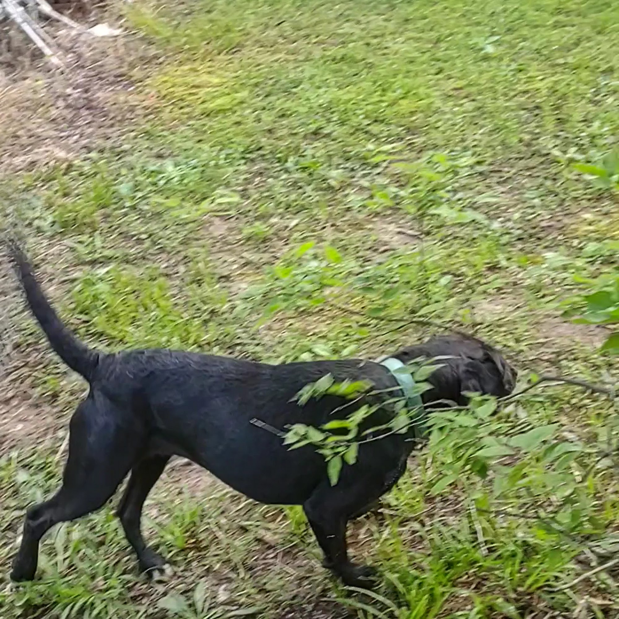 Oktibbeha County Humane Society - Starkville Animal Shelter Starkville