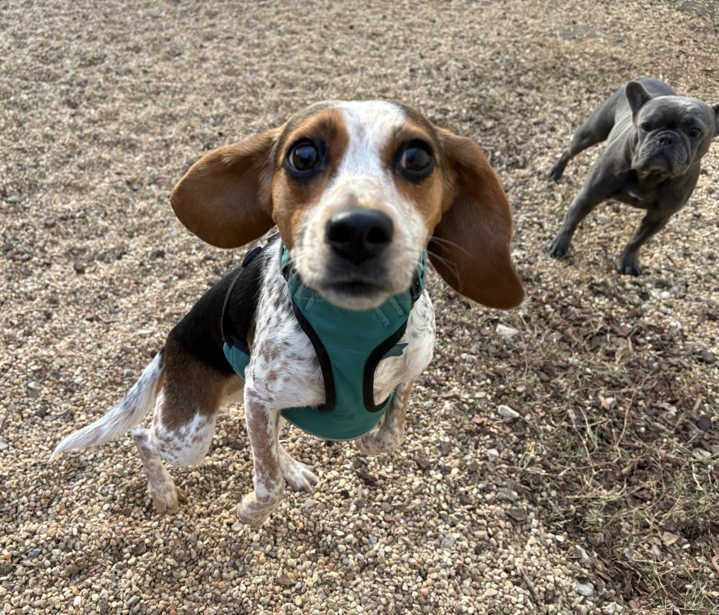 Shaggy Hound Starkville