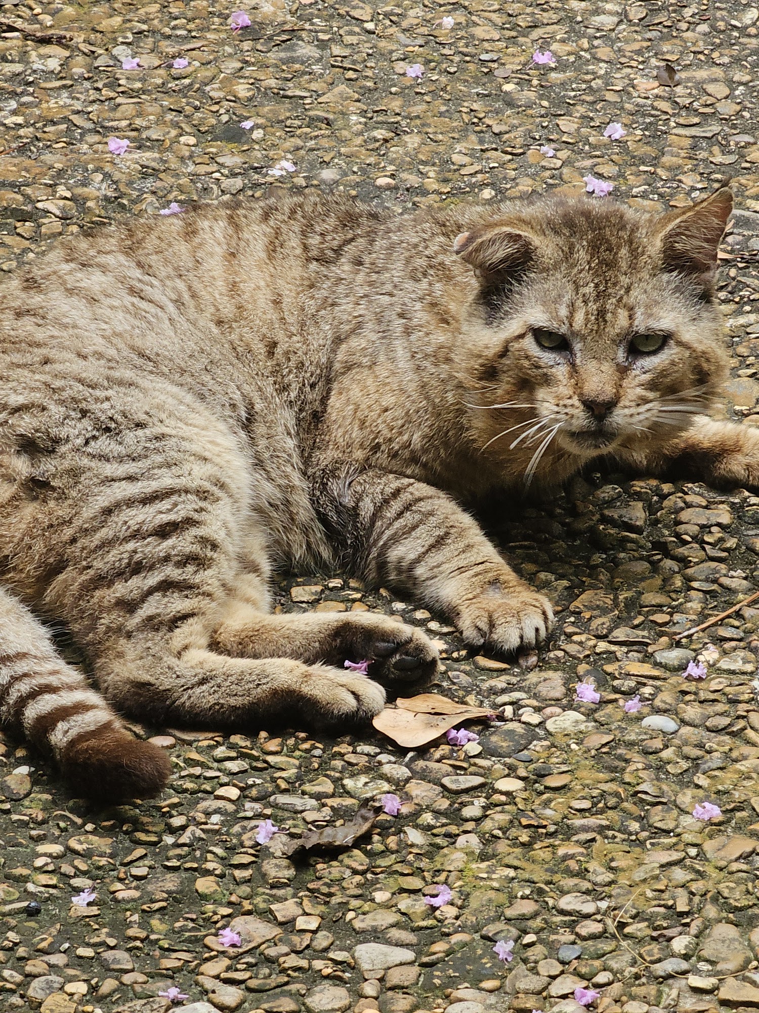 Self Creek Veterinary Clinic Starkville