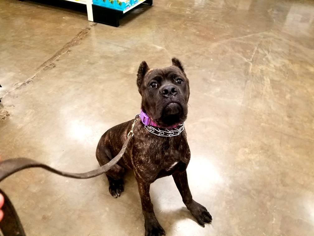 International K9 Foundation Summit