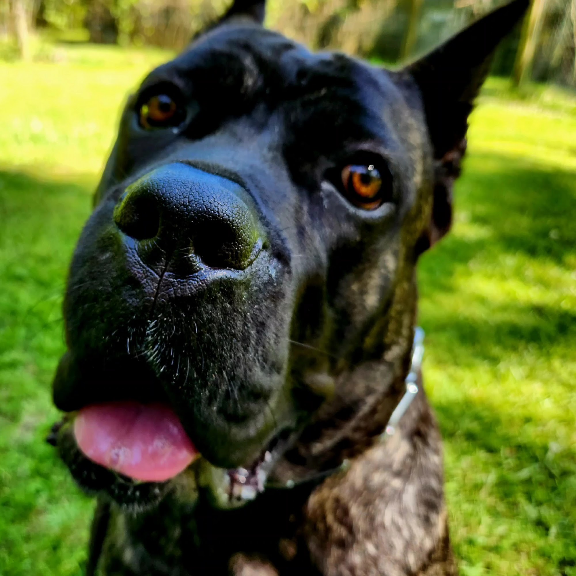 International K9 Foundation Summit