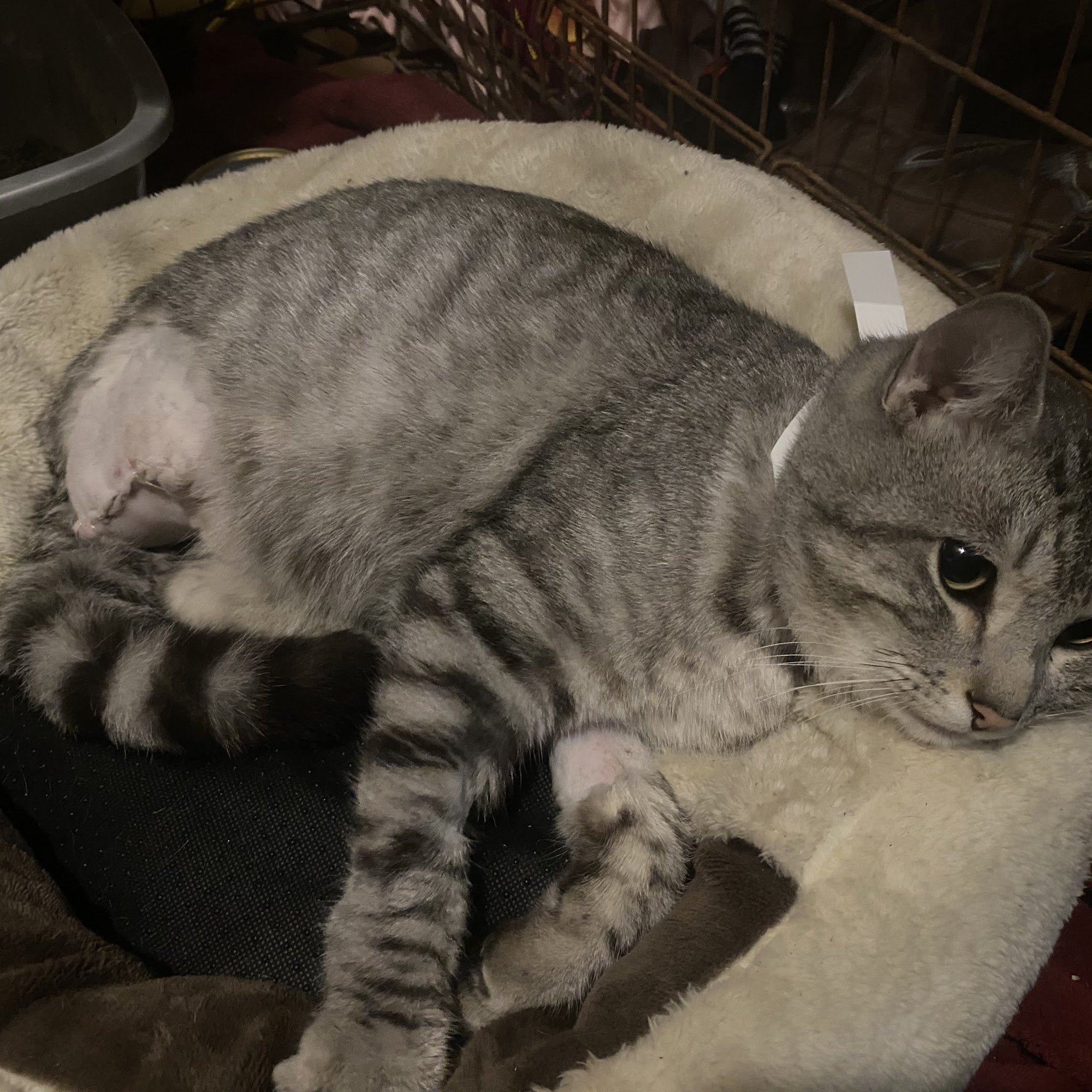 All Animal Hospital Tupelo