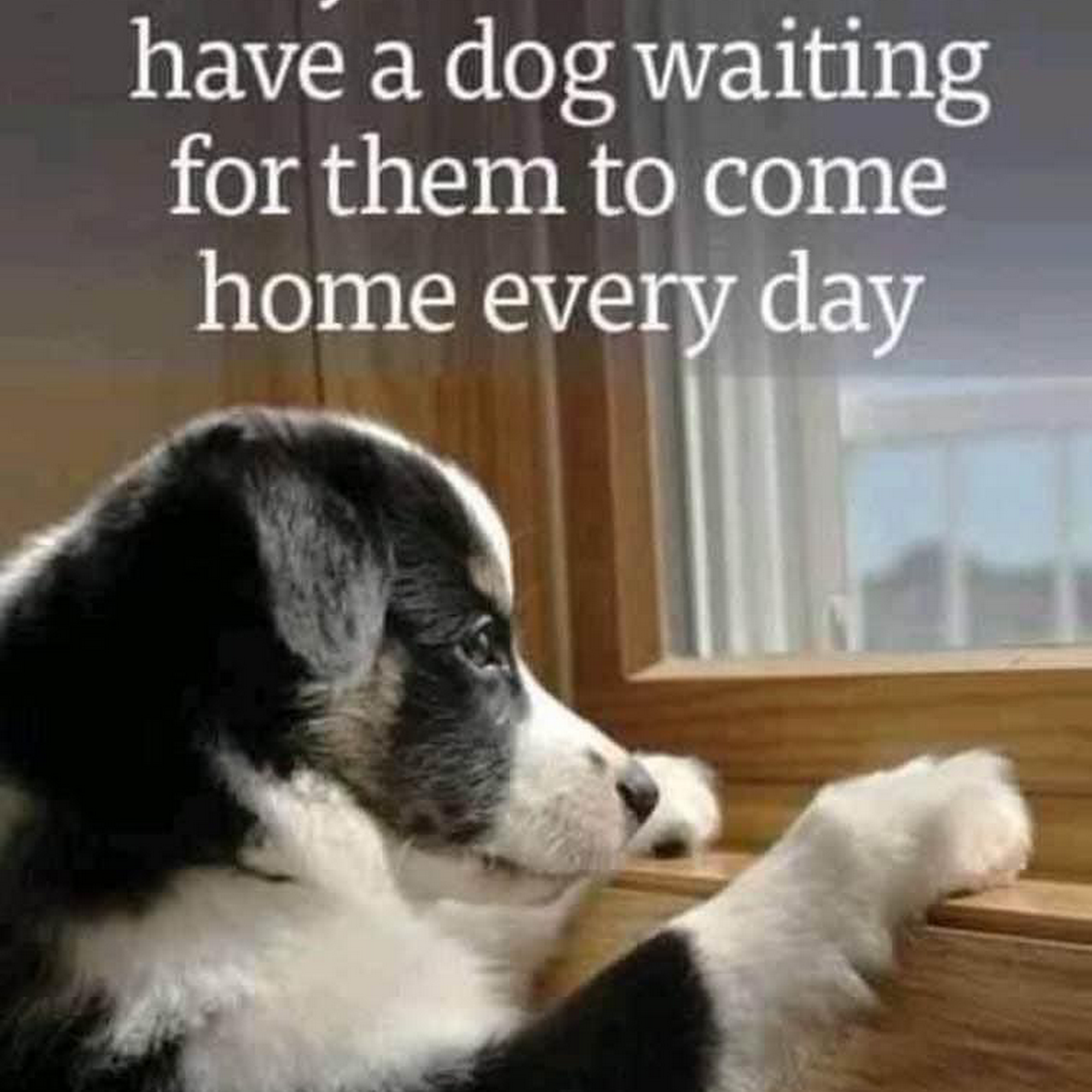 Tupelo Veterinary Hospital Tupelo