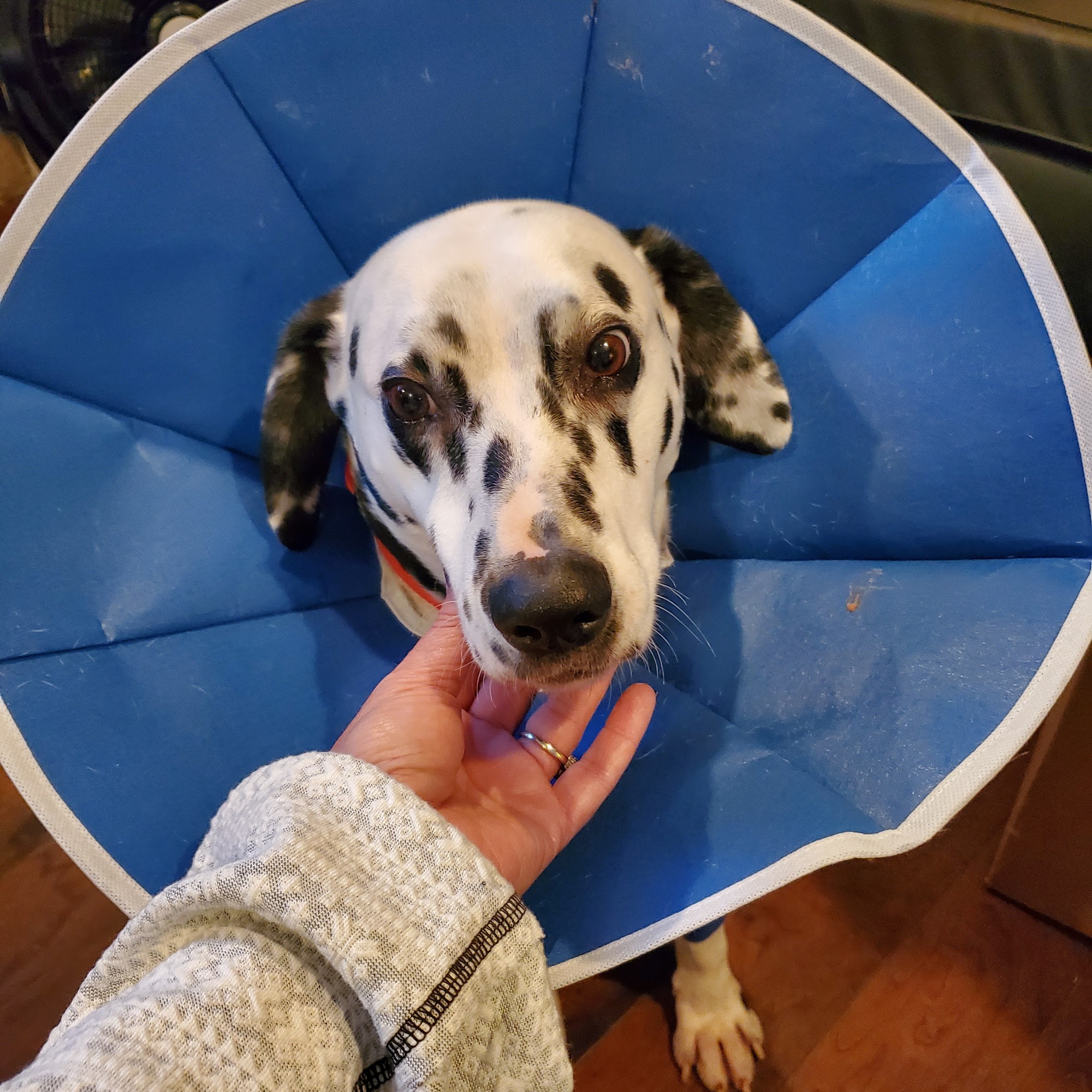 Dilworth Small Animal Hospital Tupelo