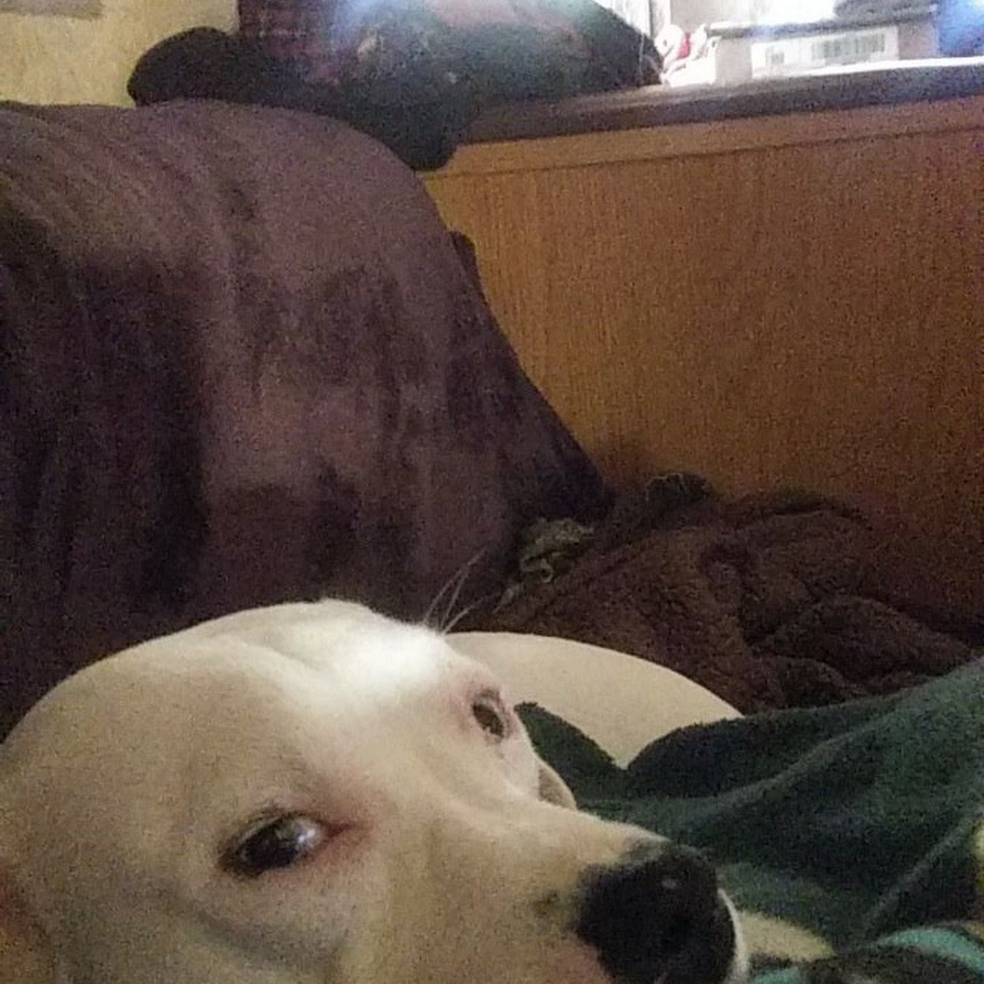 All Animal Hospital: Baker Susie DVM Tupelo