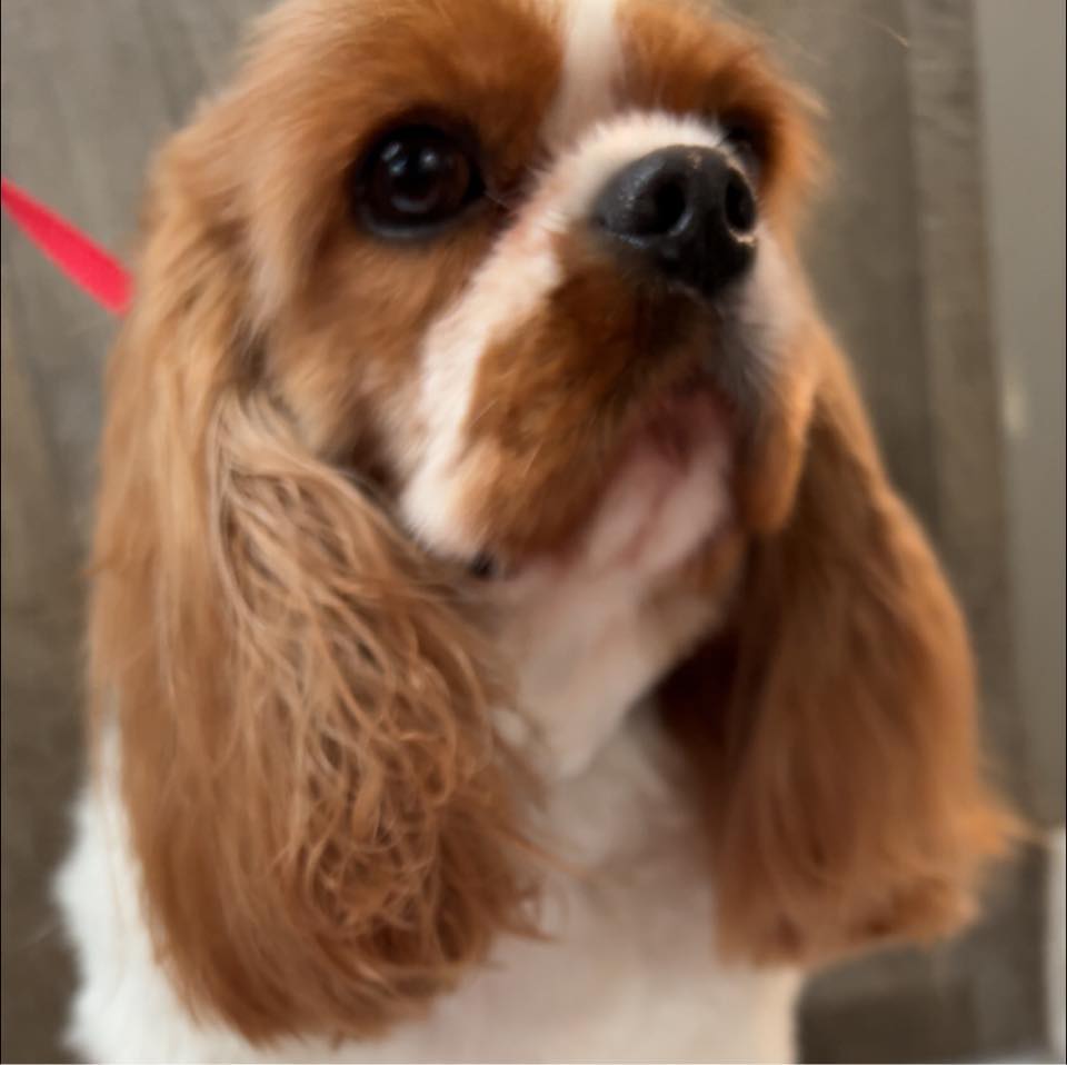 Lil' Darlins Grooming Tupelo