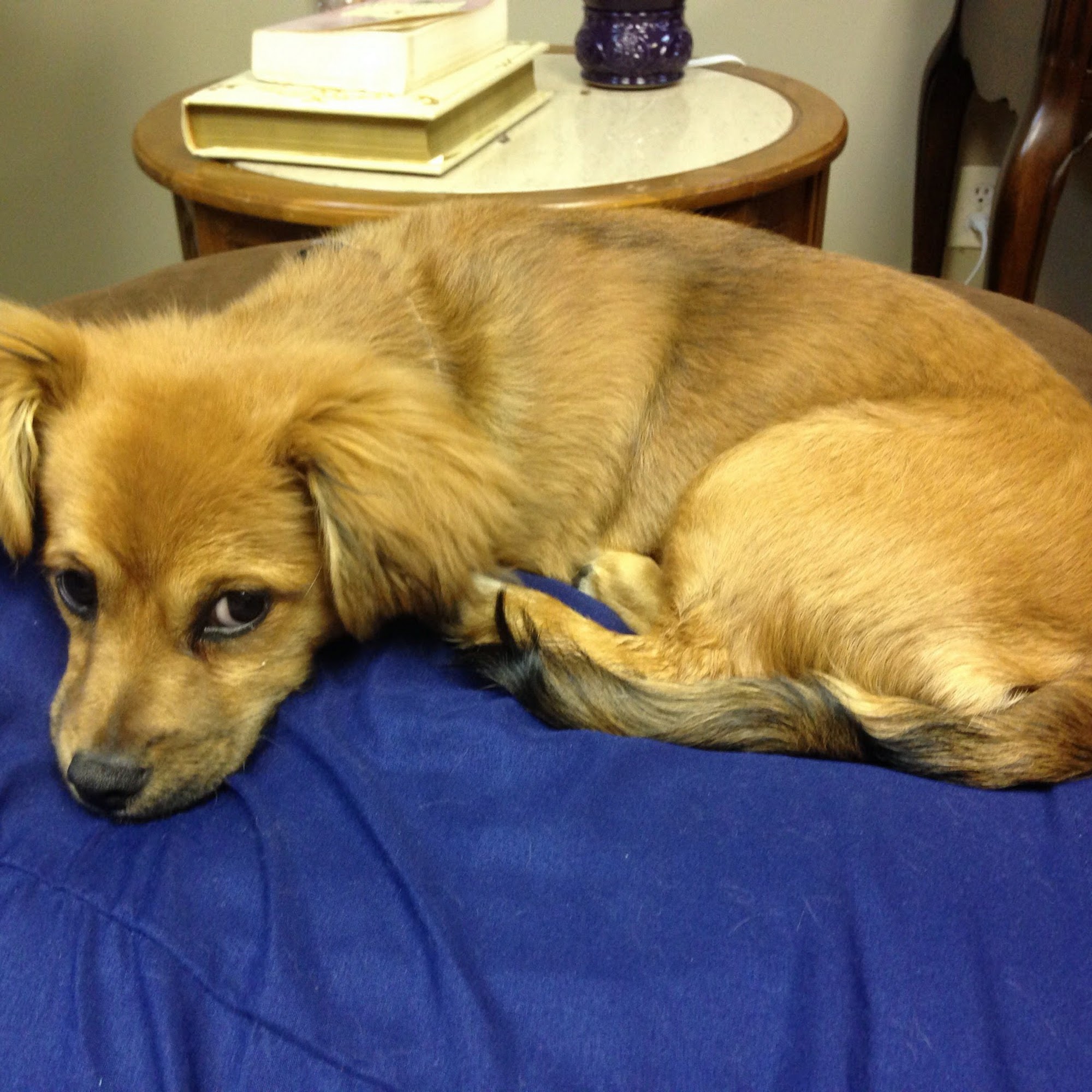 Lil' Darlins Grooming Tupelo