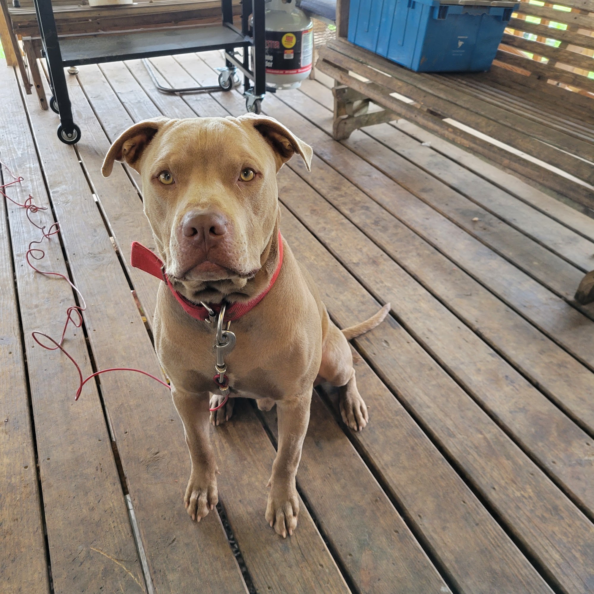 Tylertown Animal Hospital Tylertown