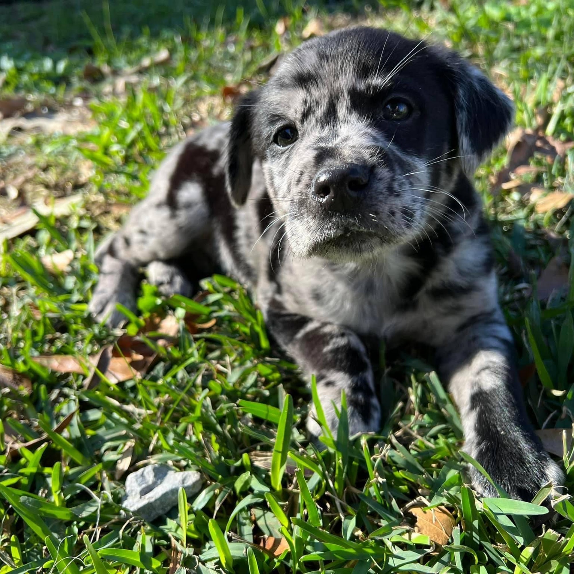 Vicksburg Animal Hospital Vicksburg