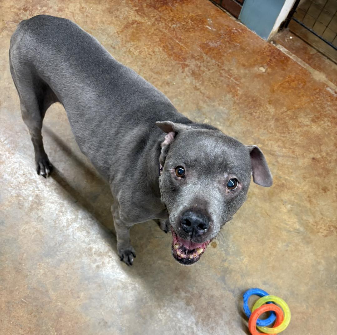 Bark Avenue Hotel and Spa Vicksburg