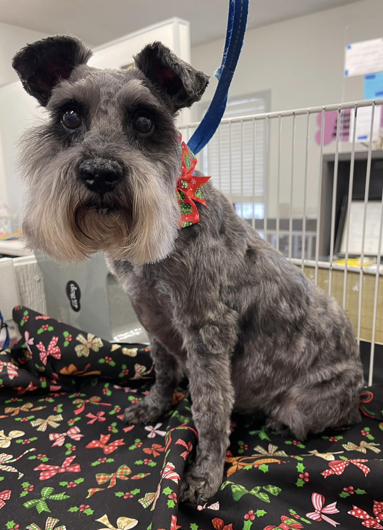 Pampered Pooch Vicksburg