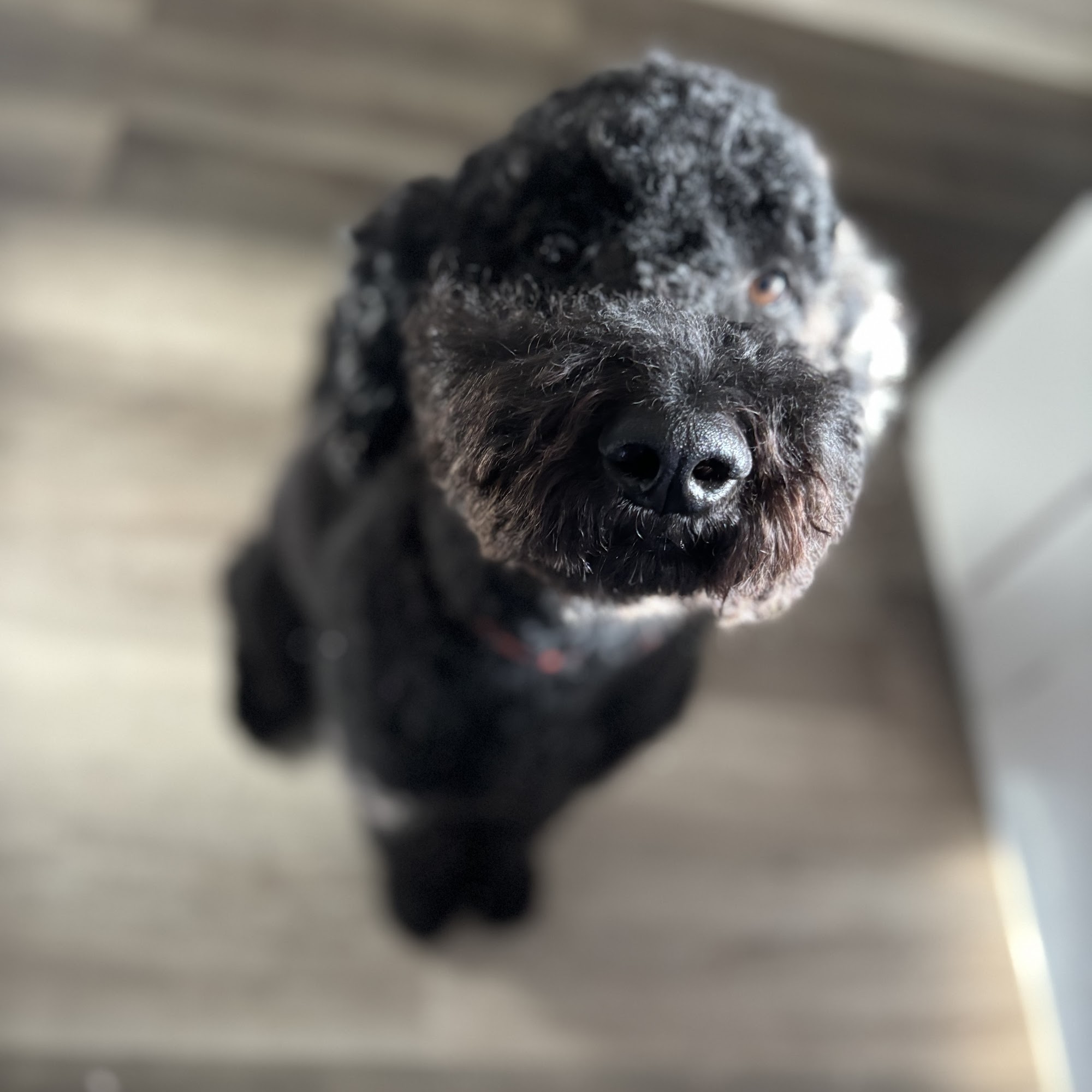 Wags 3115 Halls Ferry Rd # B, Vicksburg Mississippi 39180