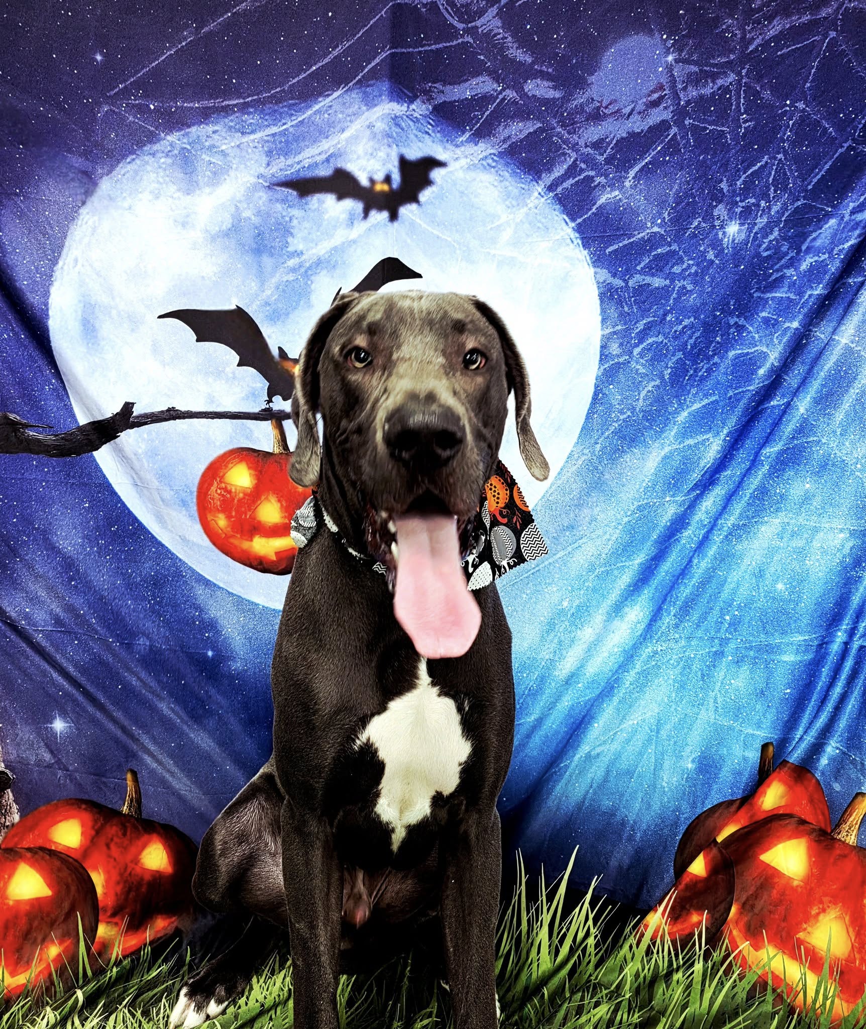 Sterling's Pet Salon Waveland