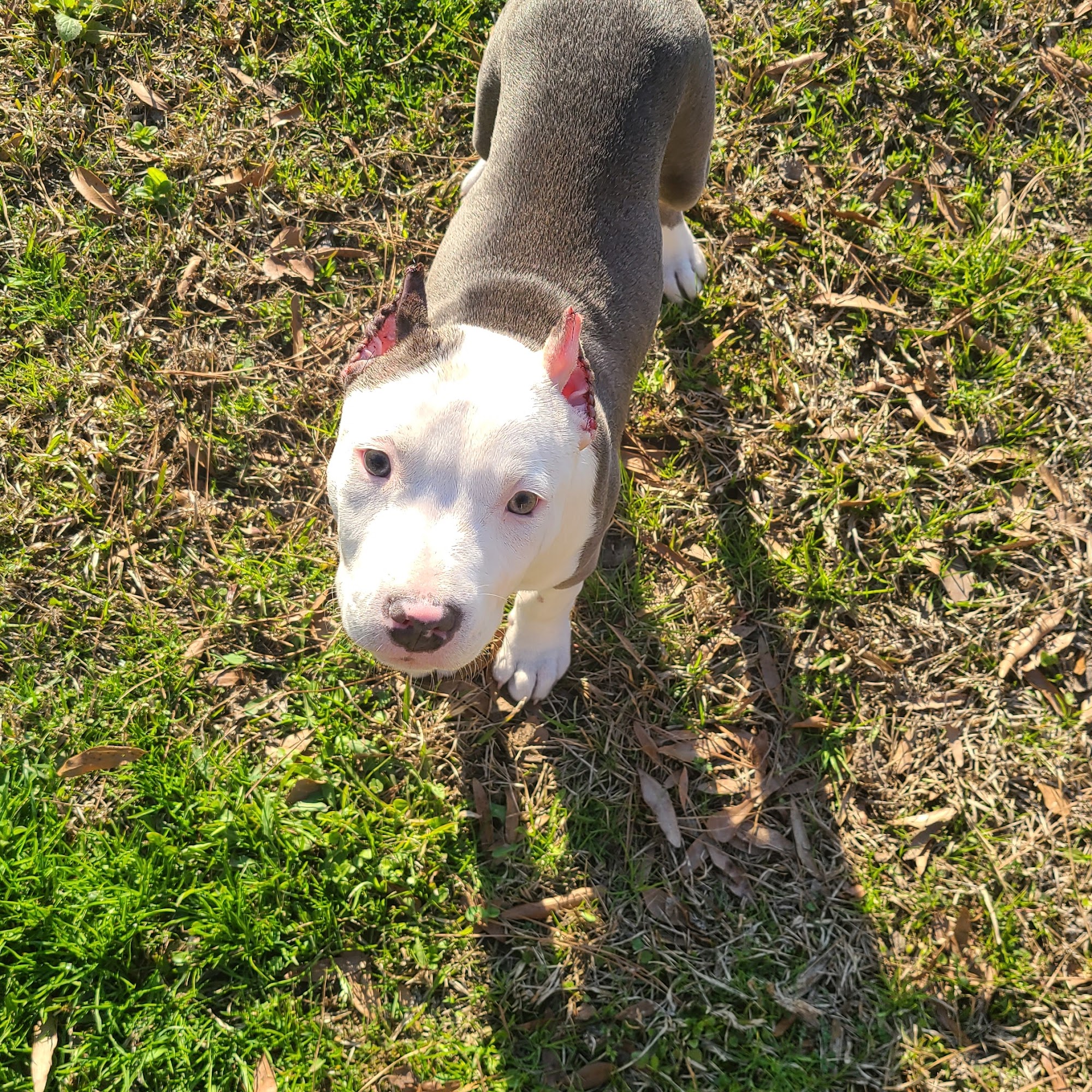 Westside Veterinary Clinic West Point