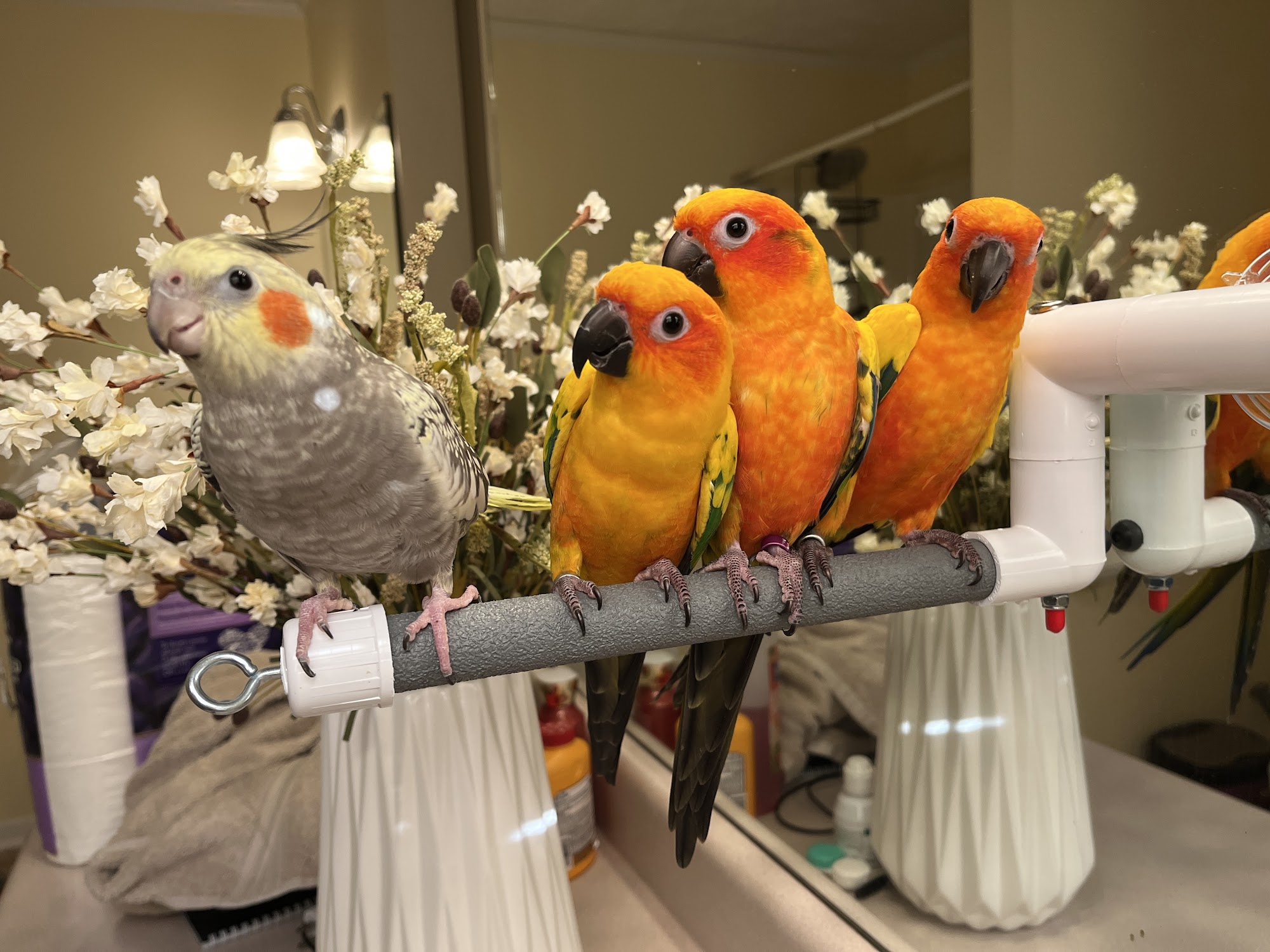 Emerson Animal Hospital West Point