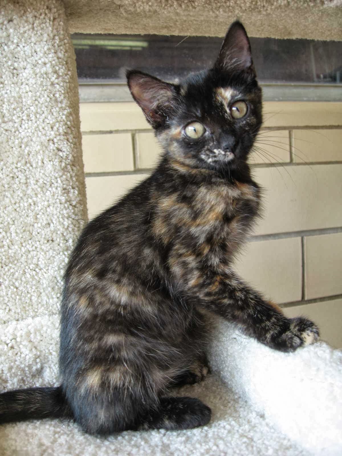 West Point - Clay County Animal Shelter West Point