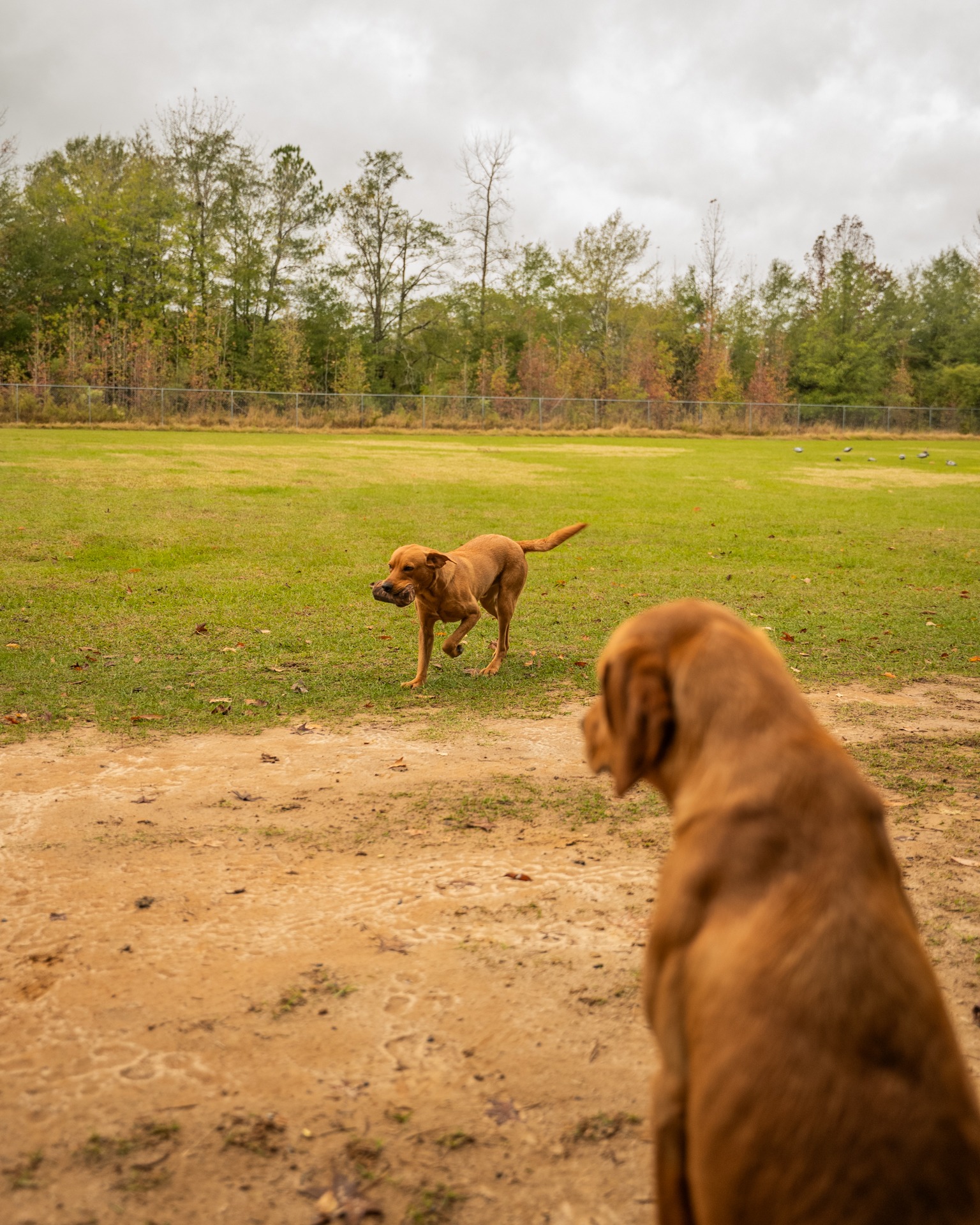 Mossy Oak Kennels West Point