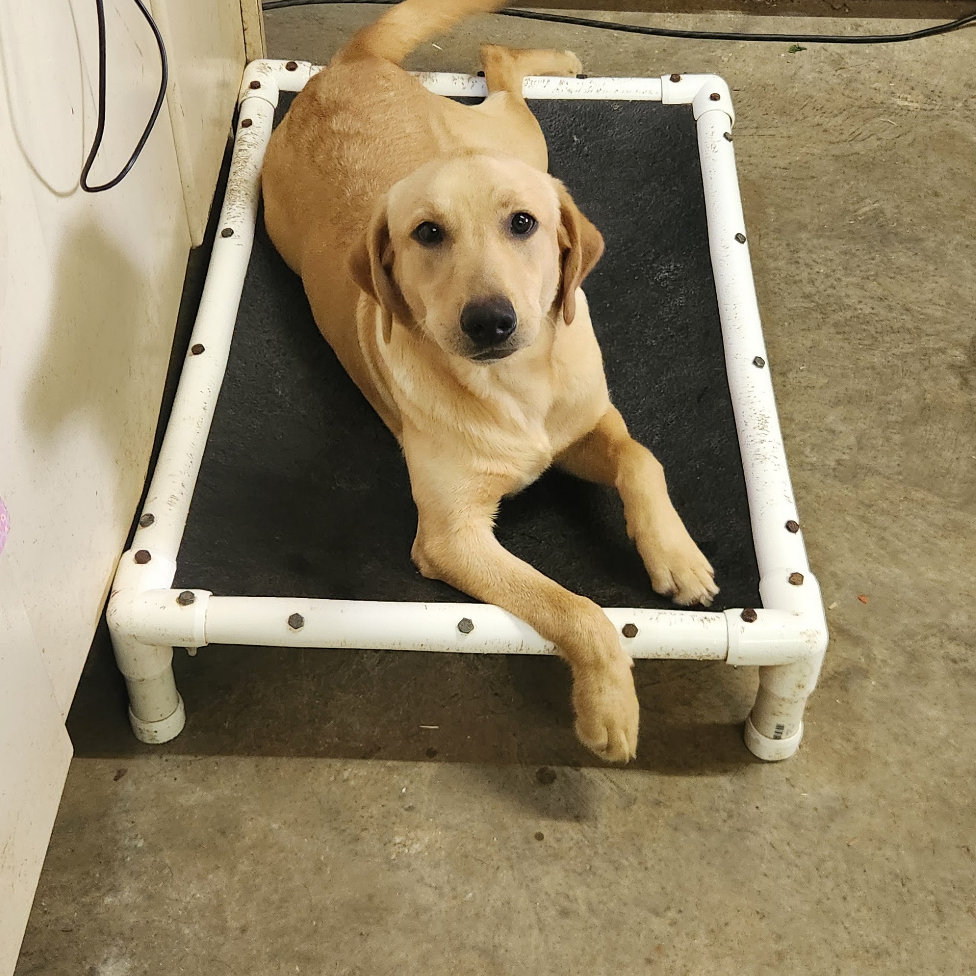 Mossy Oak Kennels West Point