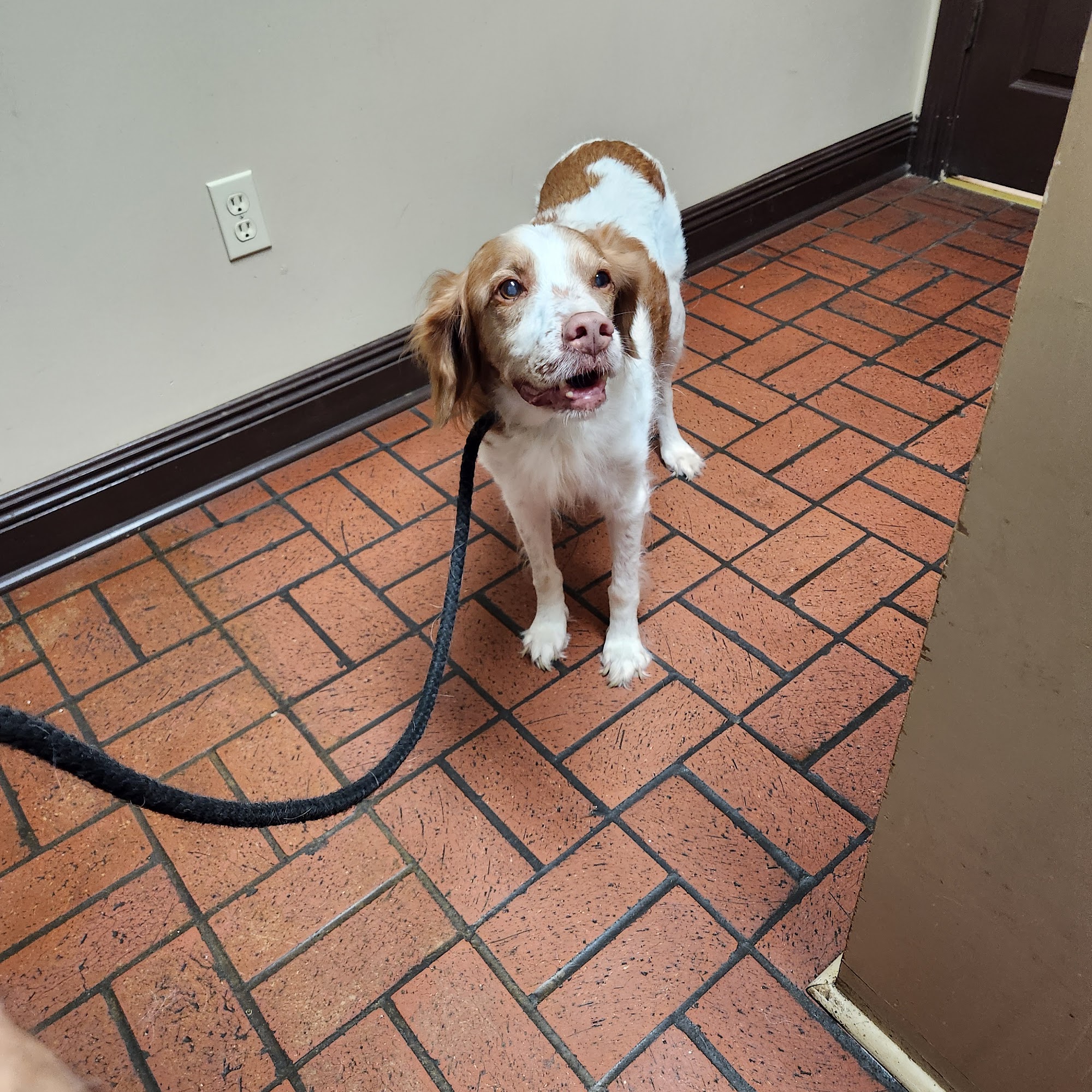 Holland Veterinary Hospitals (Wiggins) Wiggins