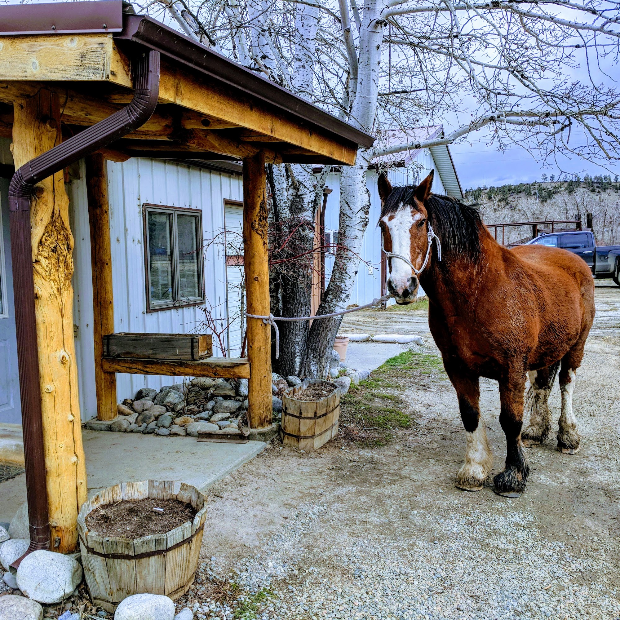 Stillwater Veterinary Clinic Absarokee