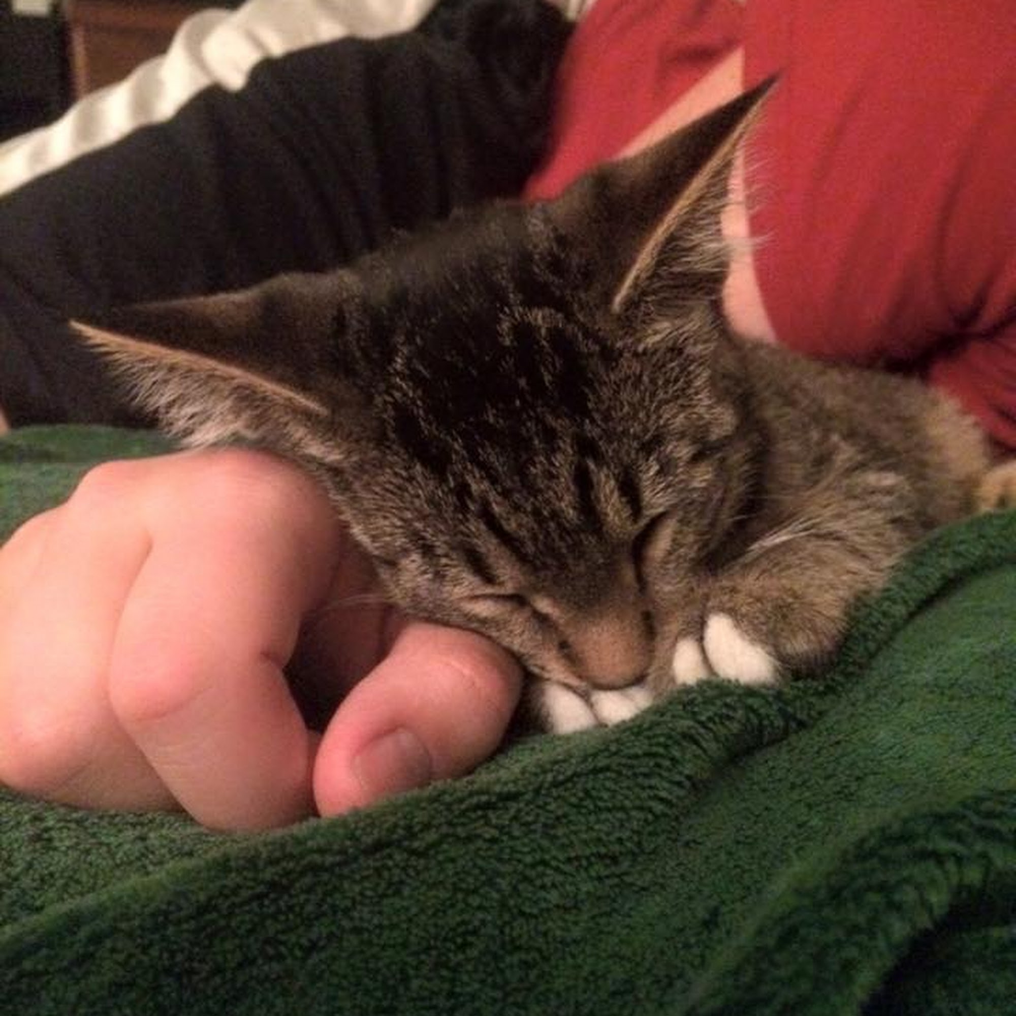 Anaconda Veterinary Clinic Anaconda