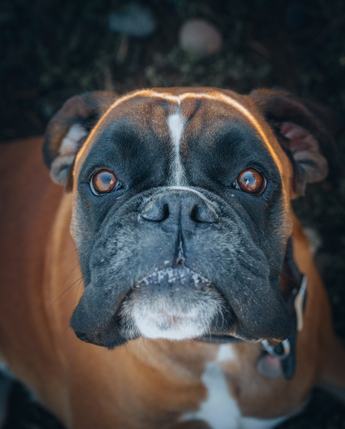 Summit Pet Resort Belgrade