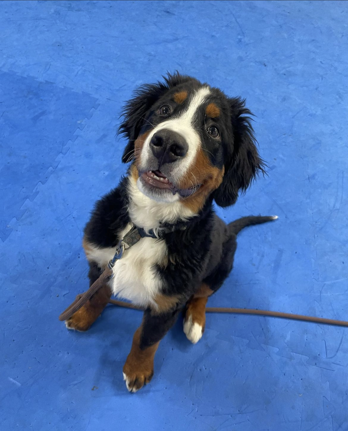 Training With Play LLC Belgrade