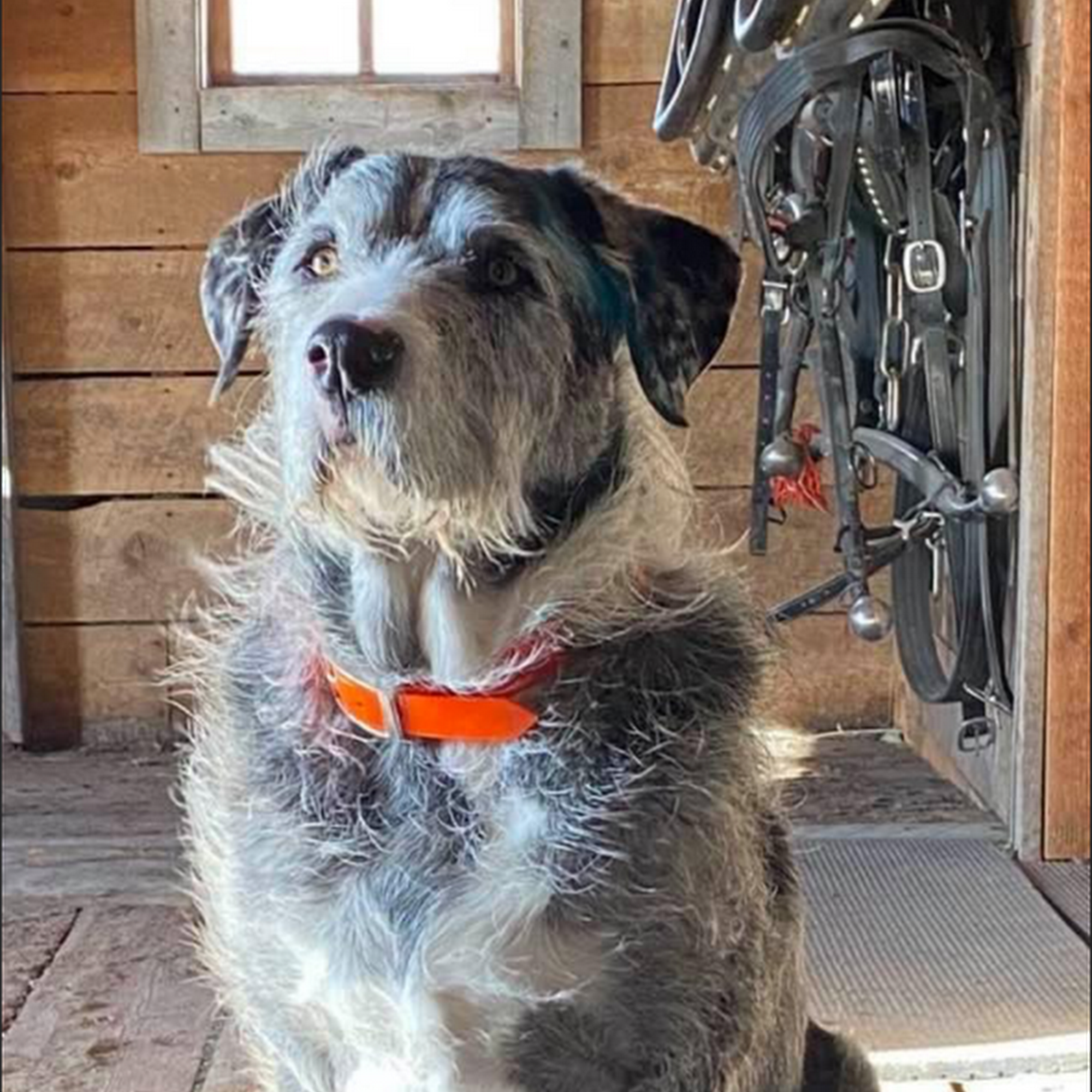 Skyline Veterinary Hospital (Formerly Sorensen Small Animal Hospital) Belgrade