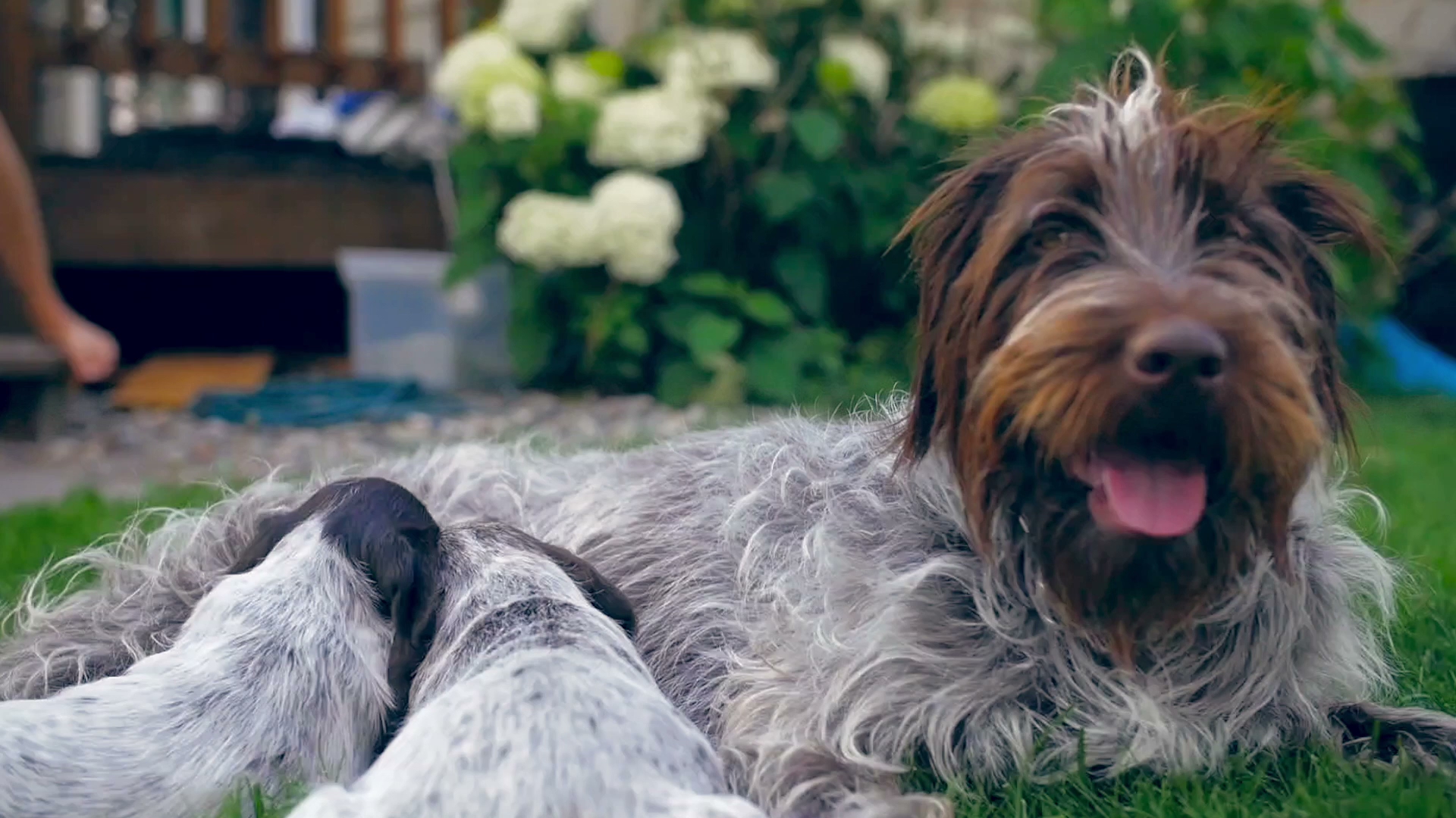 Griffons Out West Belgrade